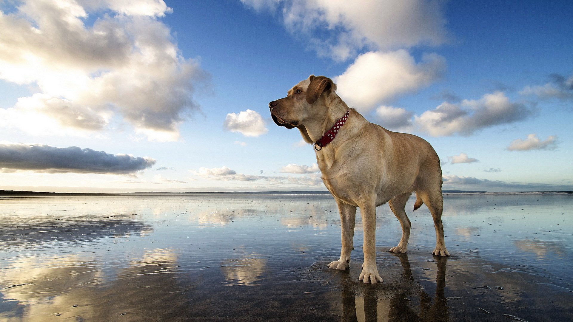 chien regard ami