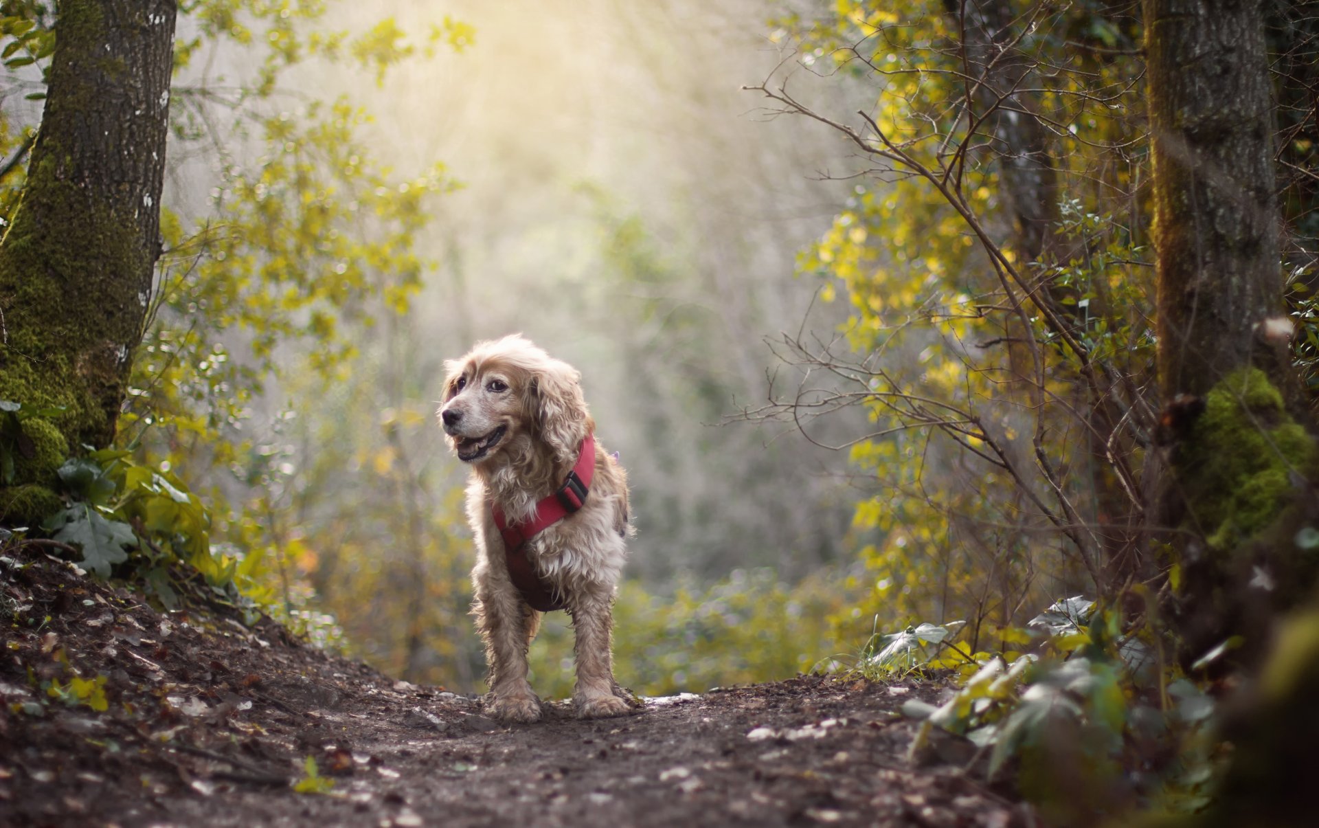 chien chemin soleil forêt