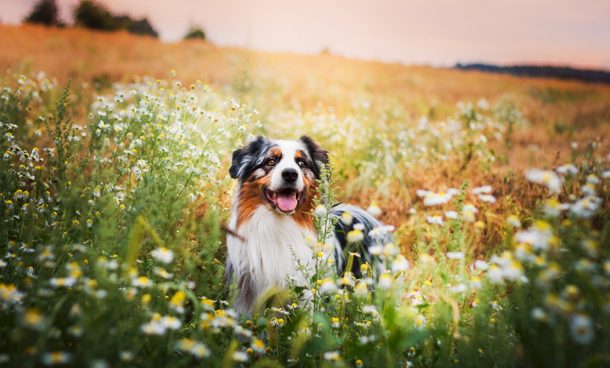 perro mirada amigo naturaleza