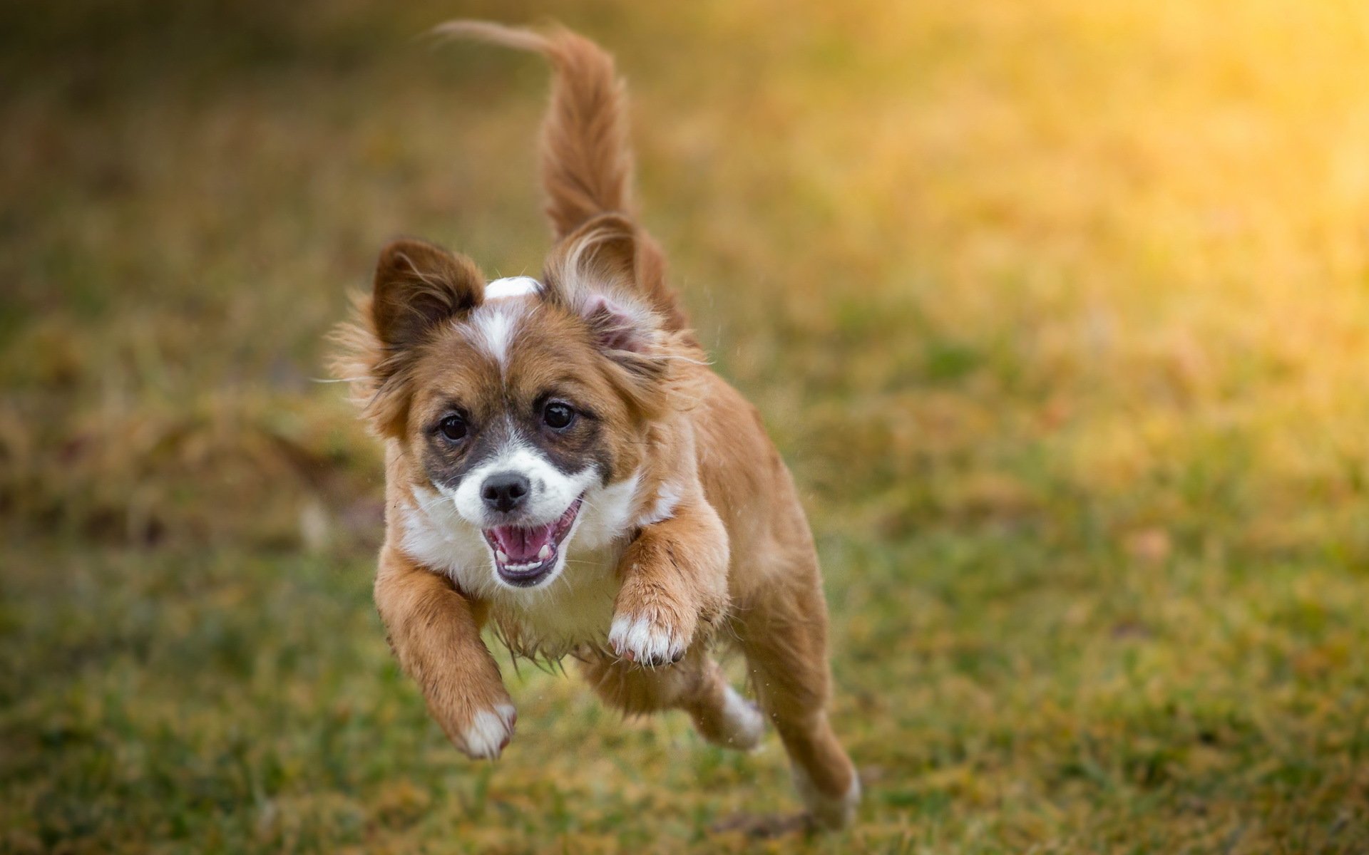 perro amigo mirada correr