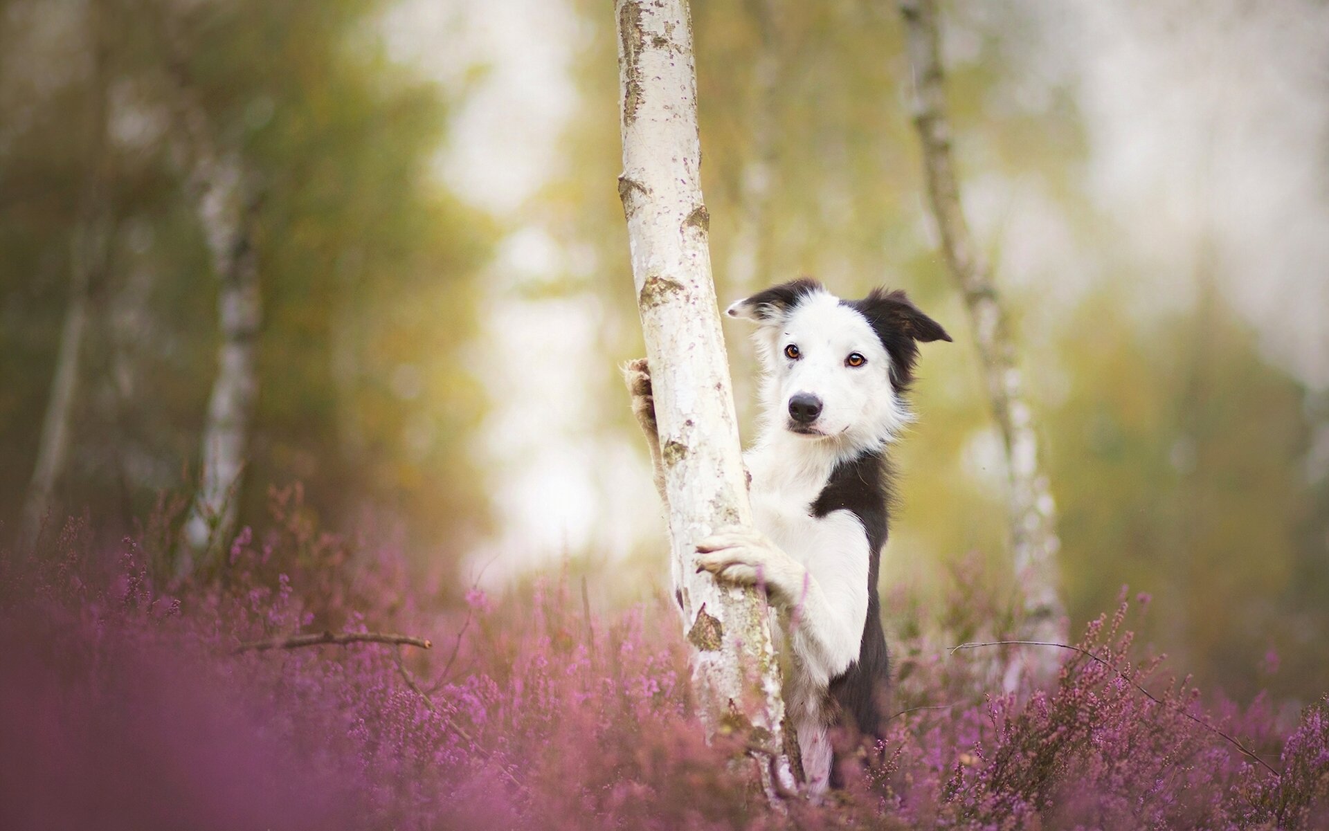 border collie dog tree