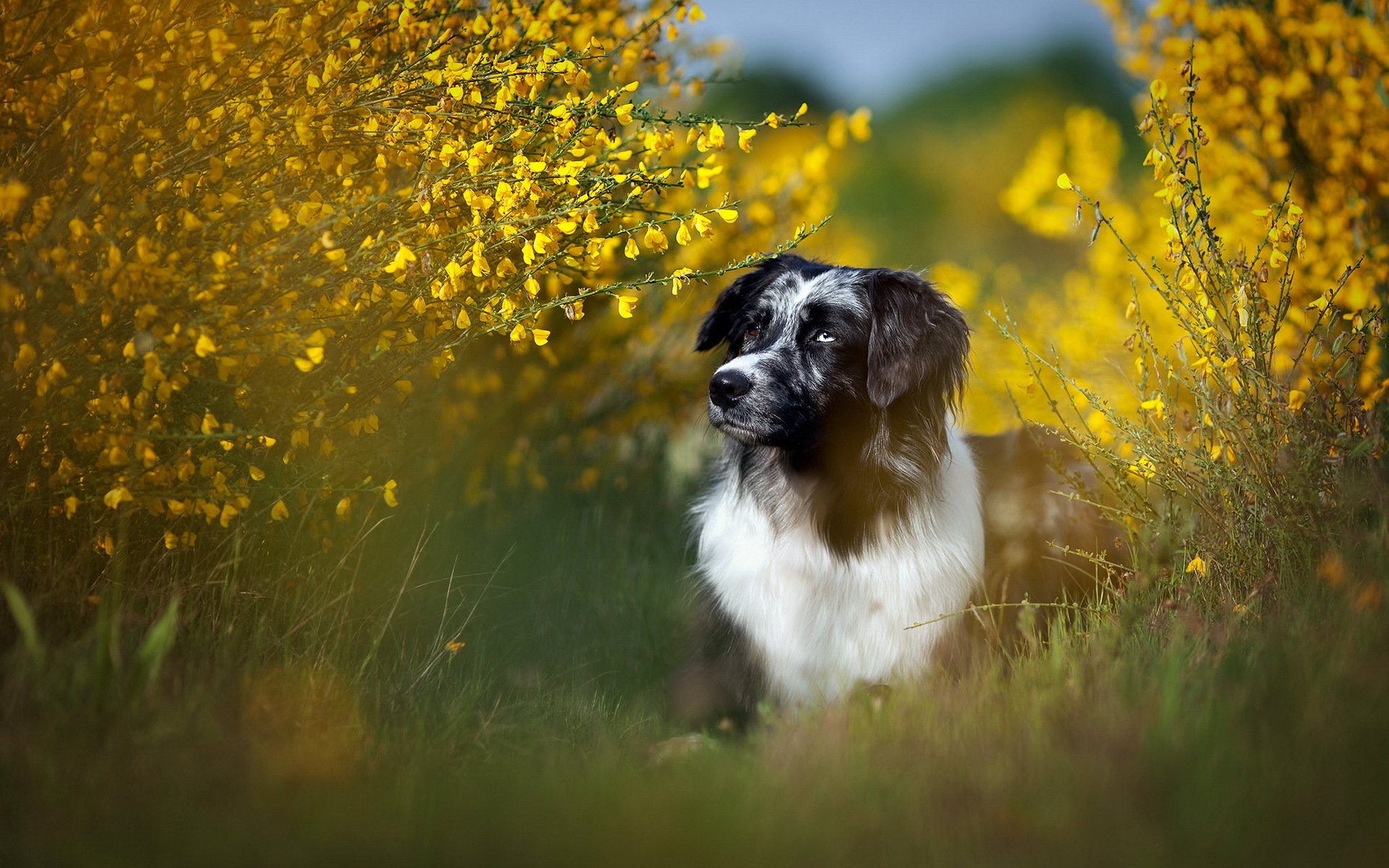 hund blick freund