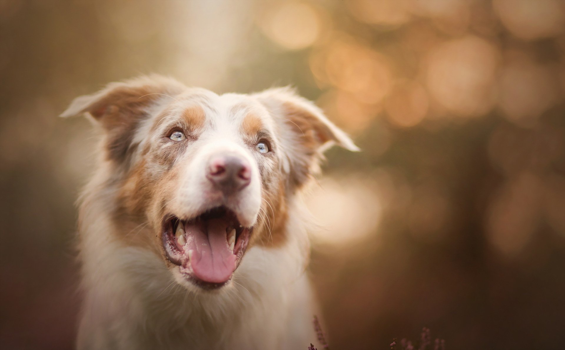 hund blick freund hintergrund