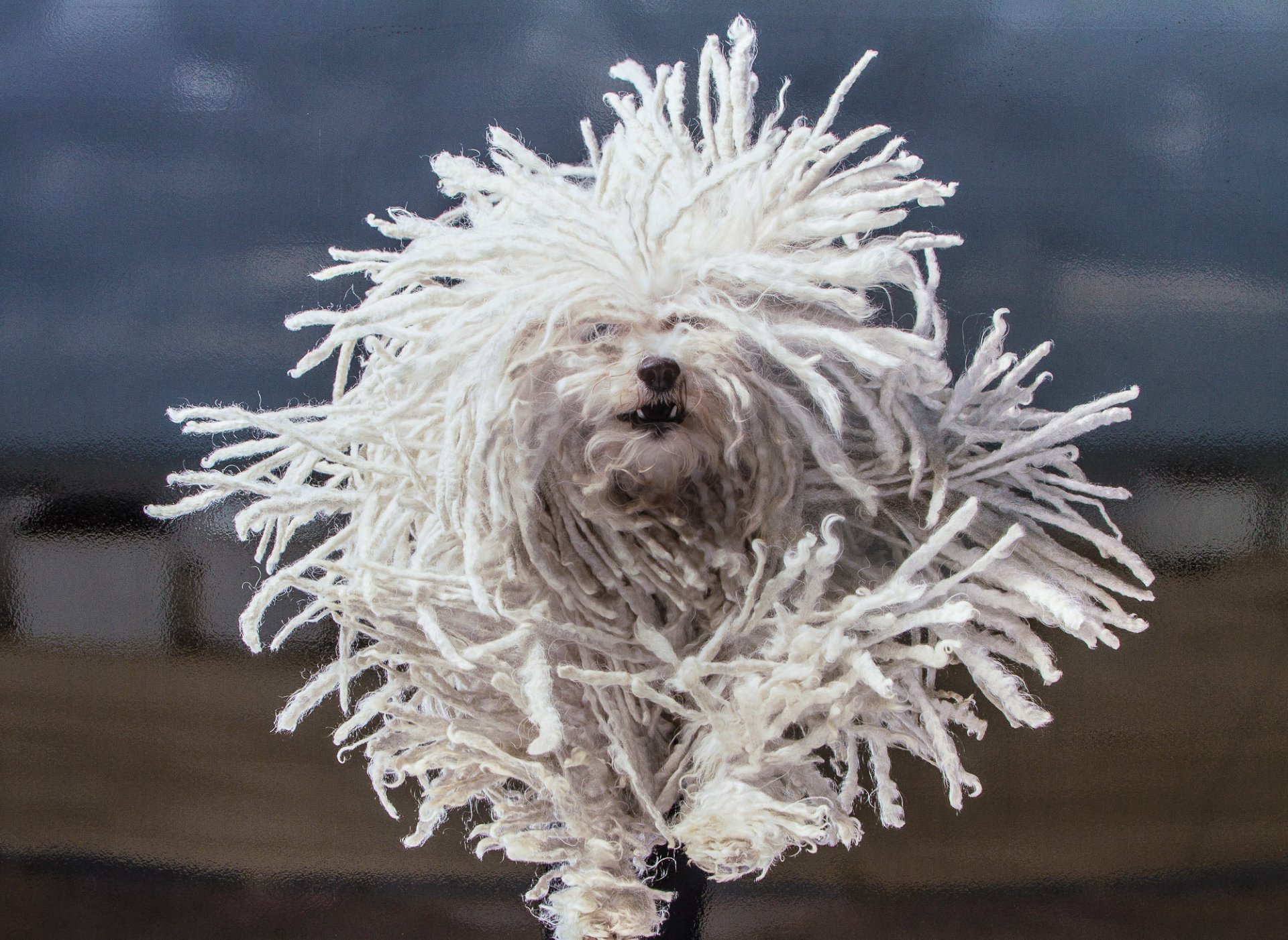 bichón de la habana perro shaggy rastas correr