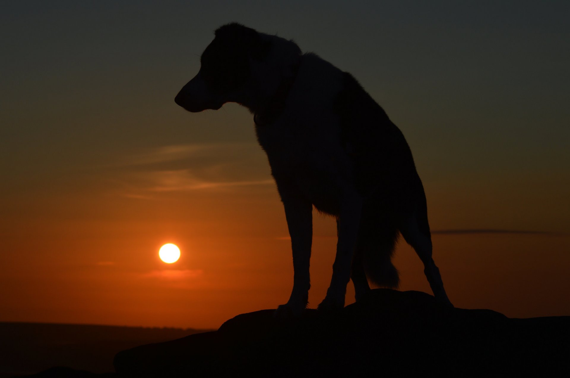 dog dog friend silhouette