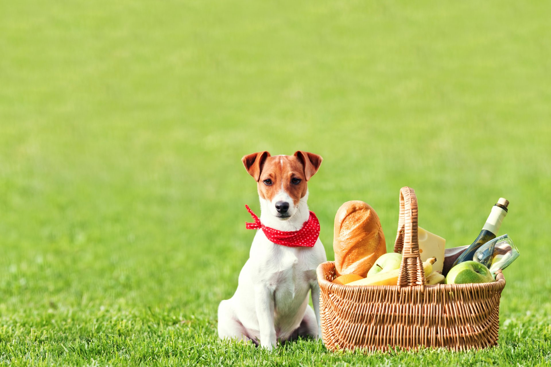 jack russell terrier campo hierba cesta pan pan botella copa de vino fruta manzanas plátanos queso picnic