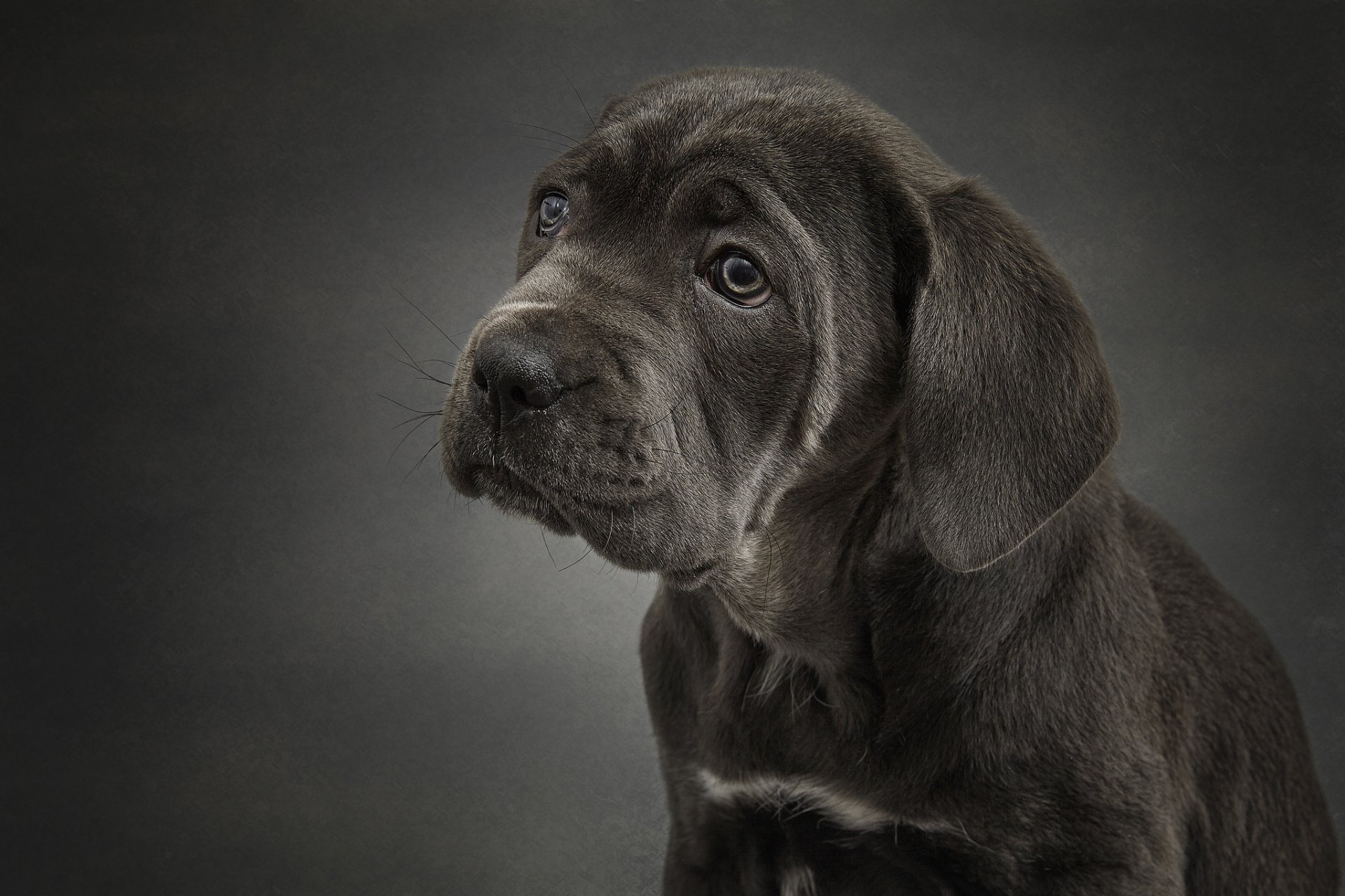 cane corso dog puppy portrait