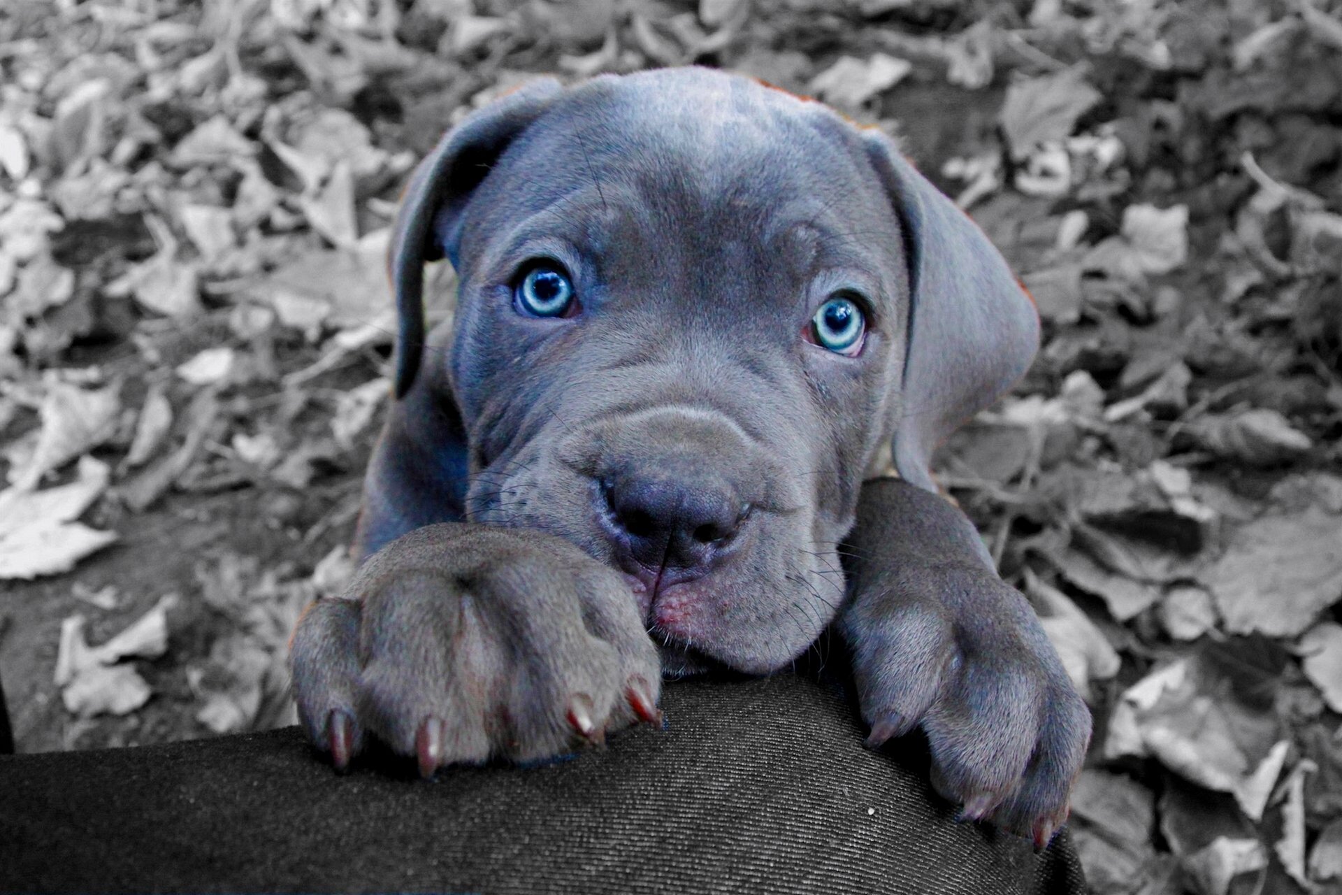 canet corso perro cachorro hocico patas ojos azules mirada