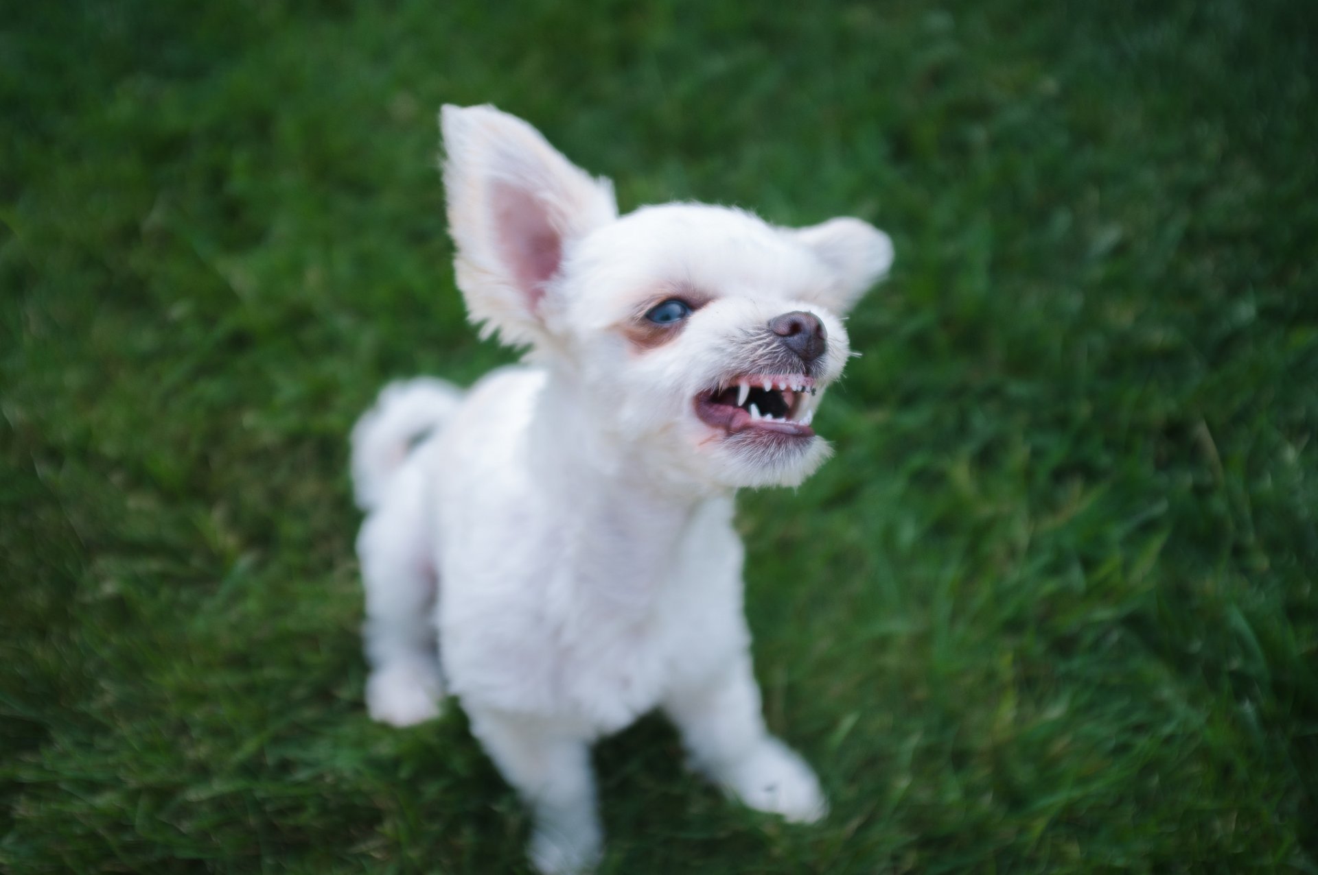 chien chiot museau sourire