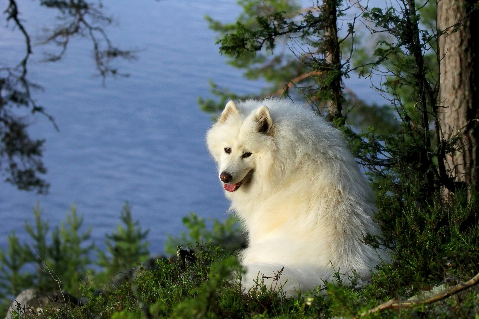 samoyed dog samoyed woda drzewa