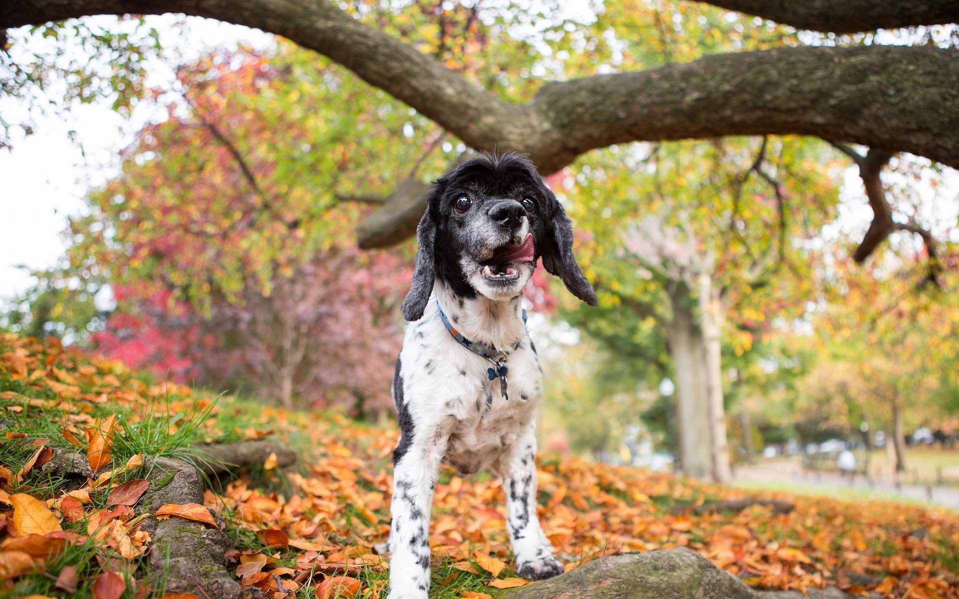 hund natur herbst