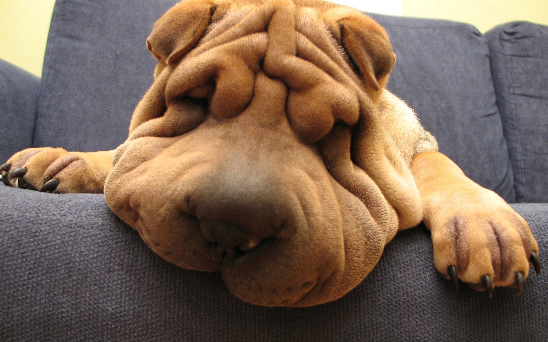 shar pei museau canapé