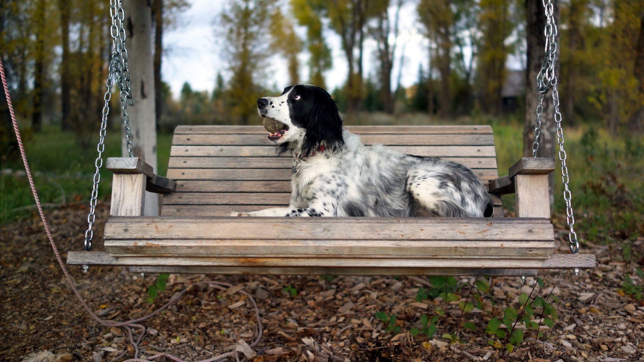 dog other swing