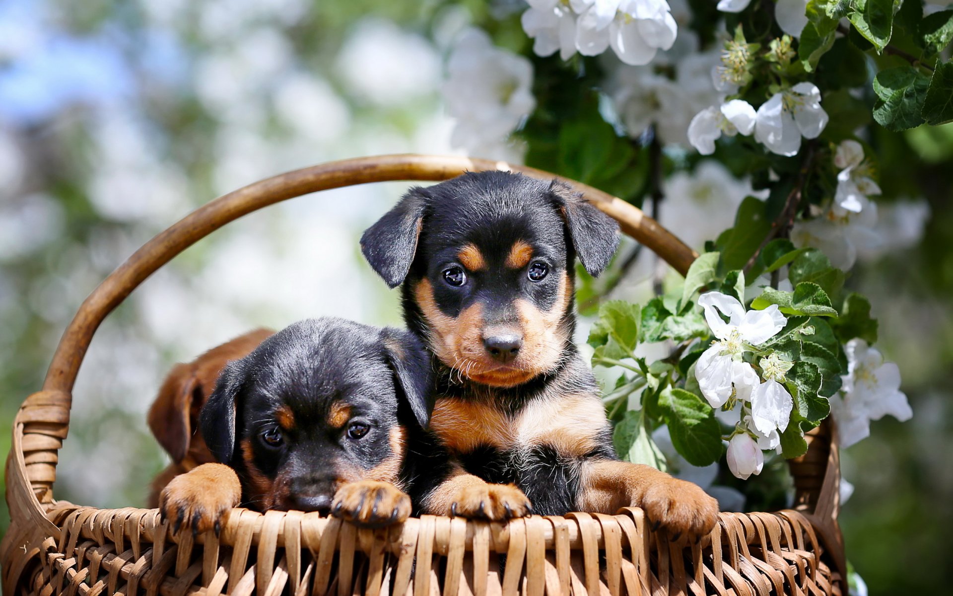 perros cachorros cesta