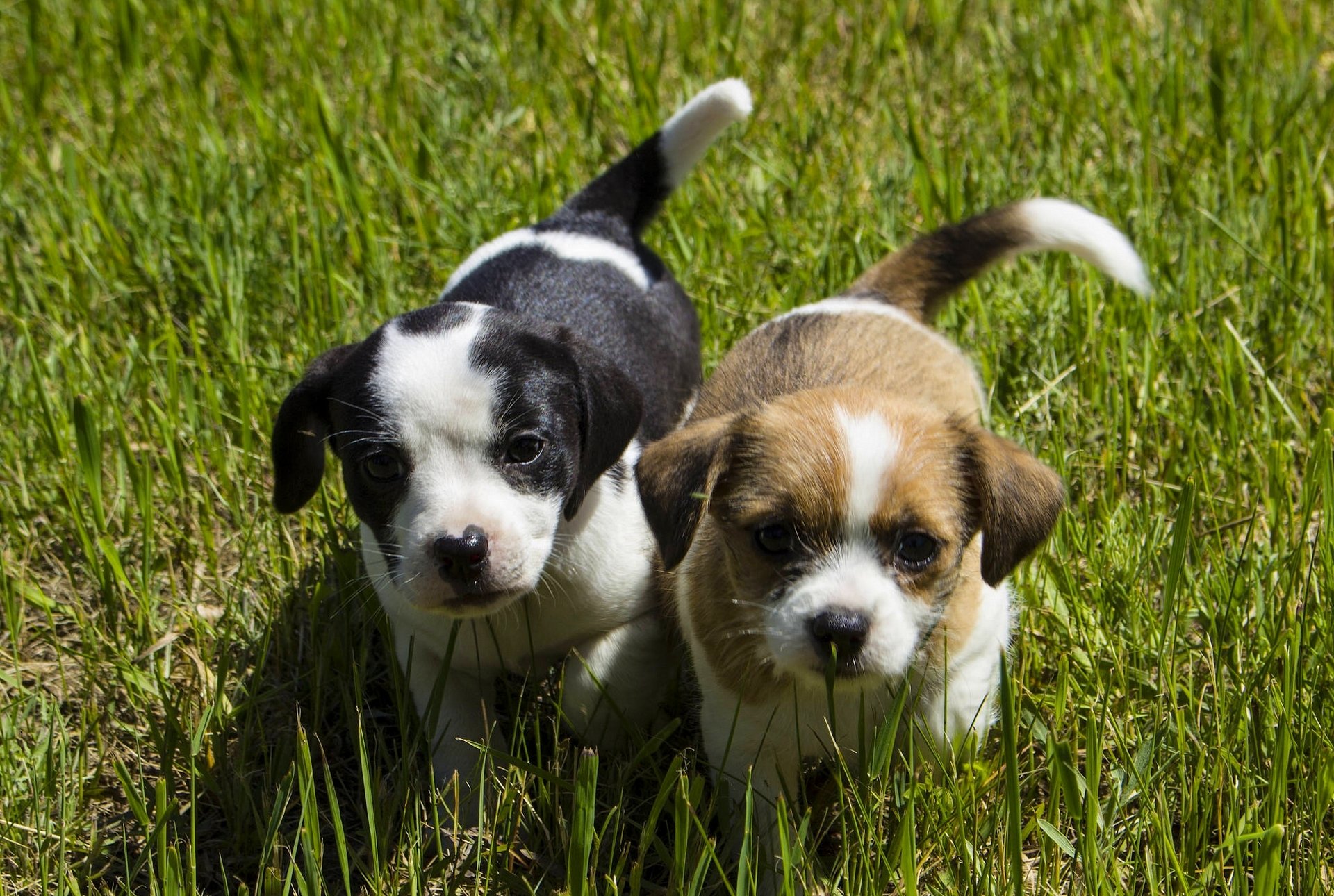 cani cuccioli bambini facce sguardo erba