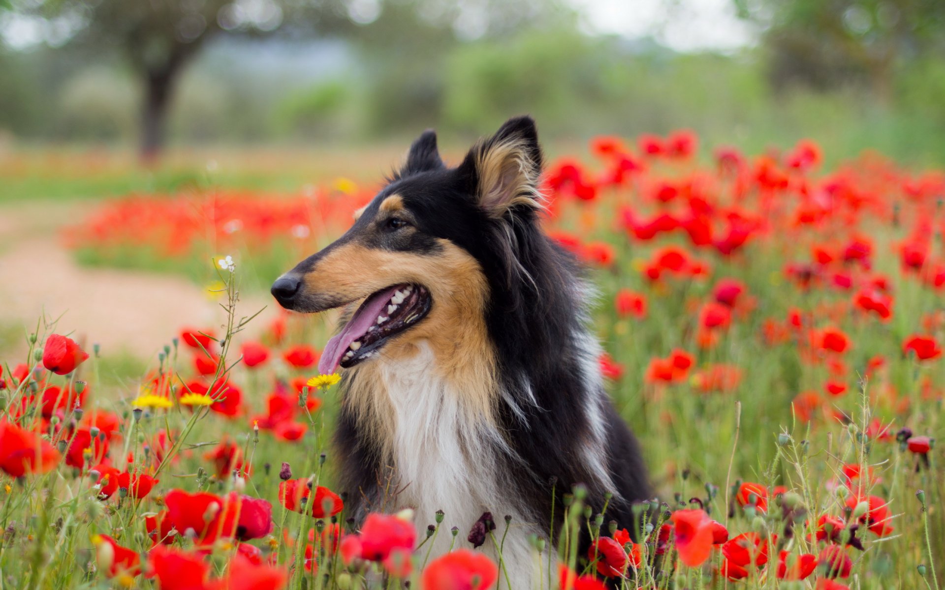 perro mirada amigo amapolas