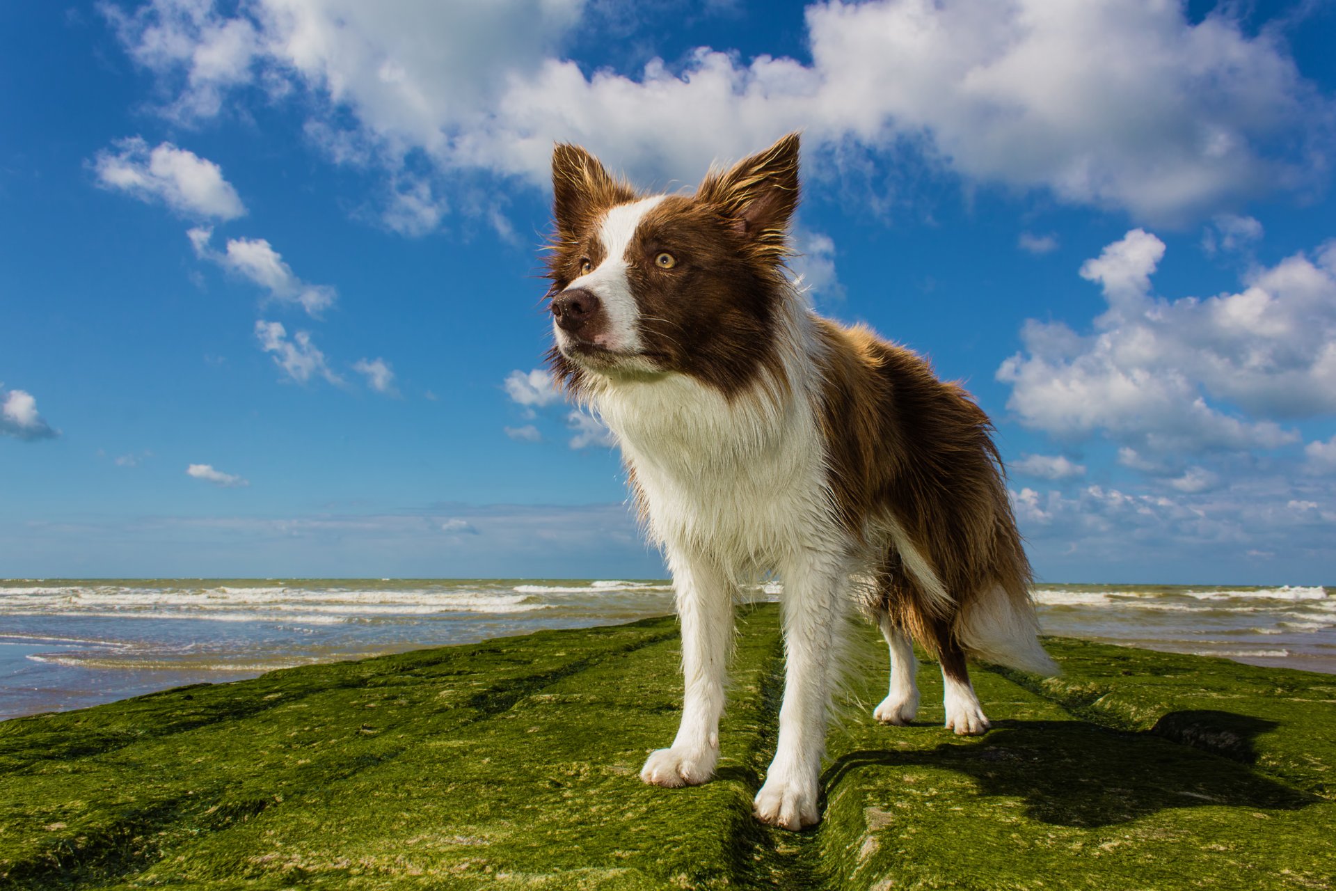 perro playa olas horizonte mojado mar