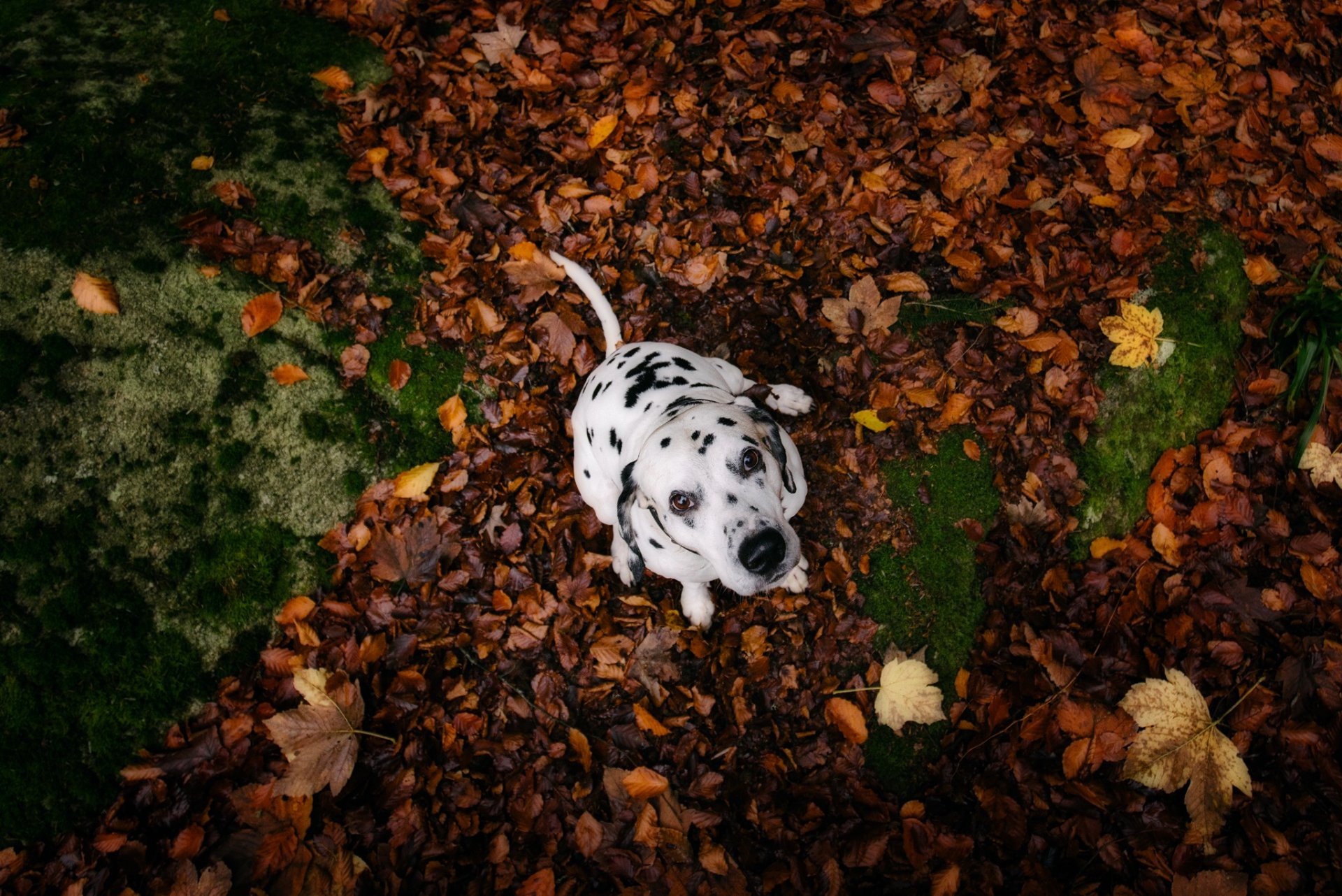 hund blick freund