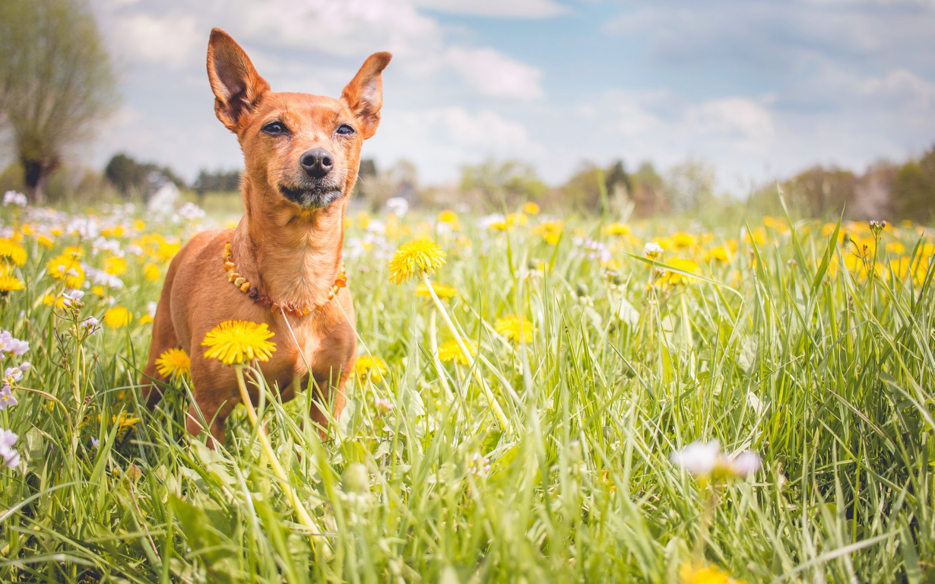 perro mirada amigo verano