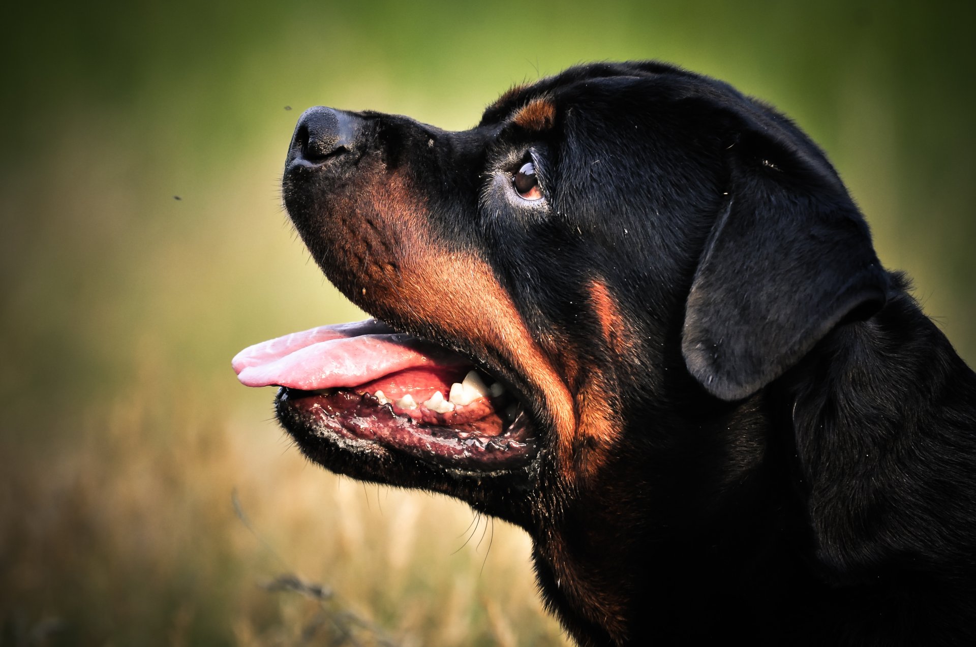 animal chien rottweiler tête nature herbe