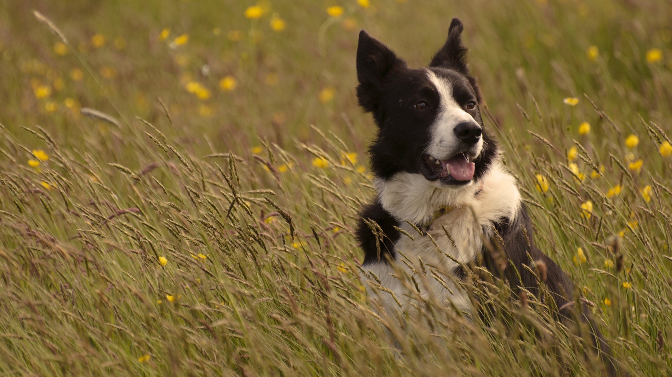 pies border collie łąka trawa