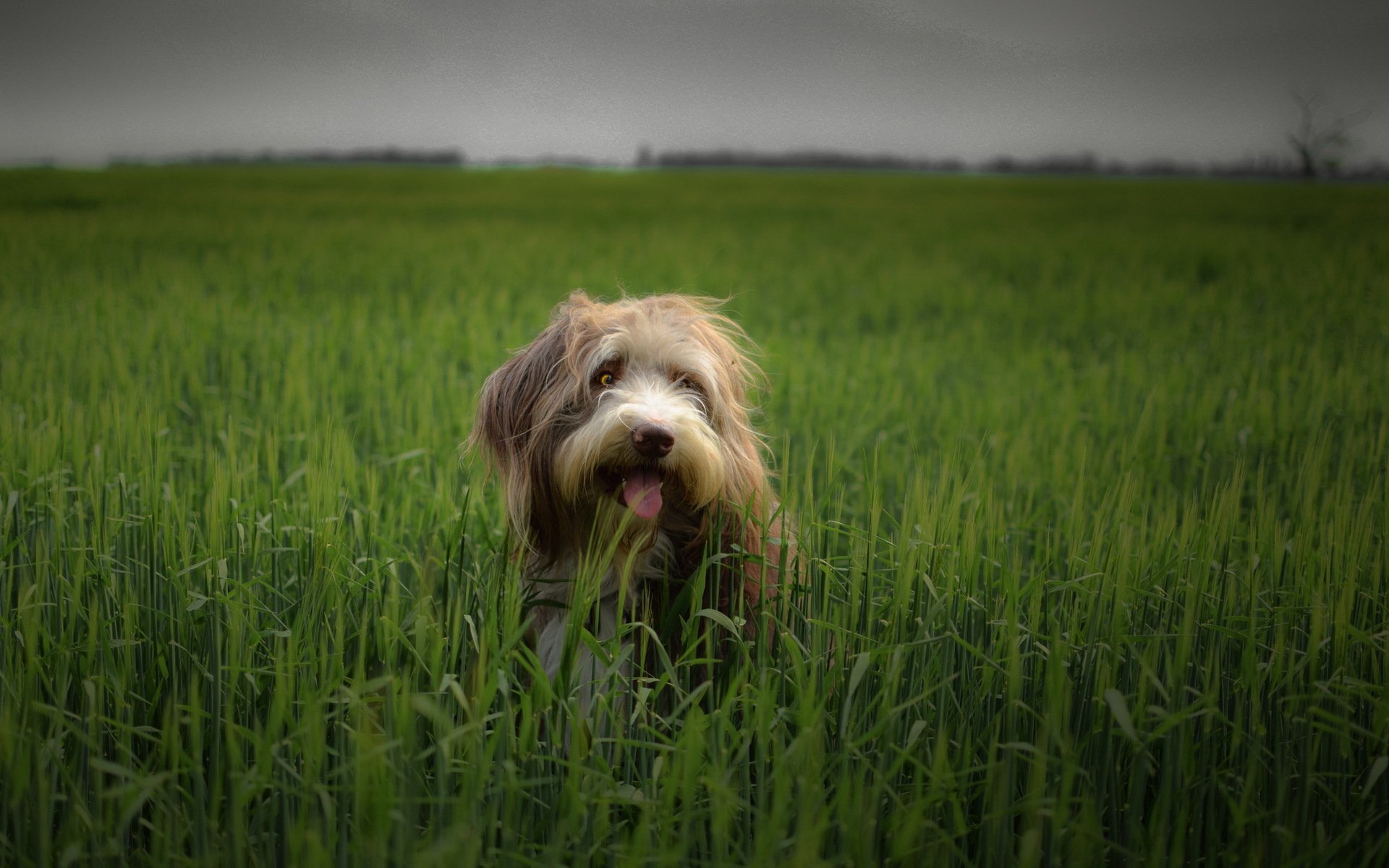 chien regard ami