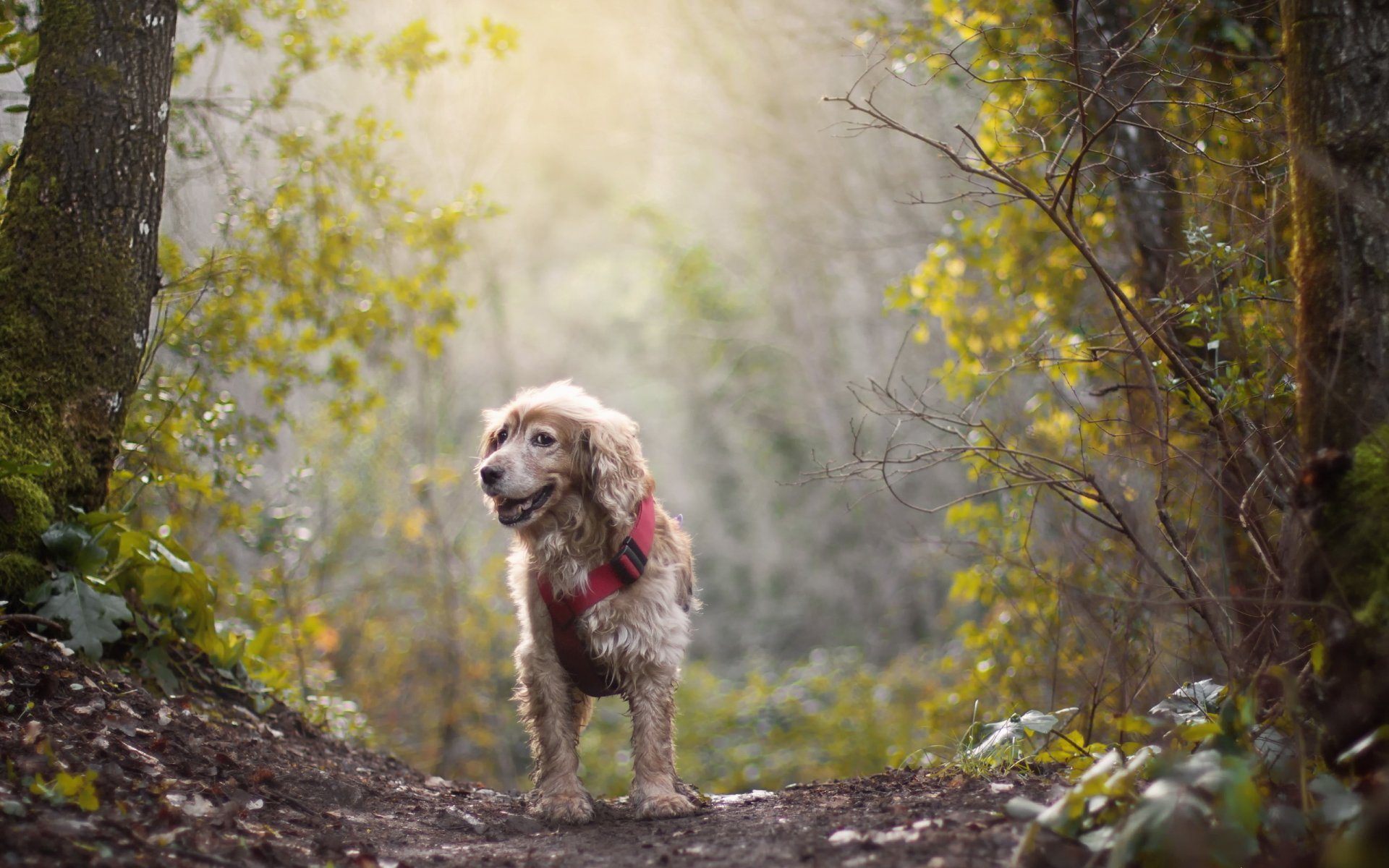 hund blick freund