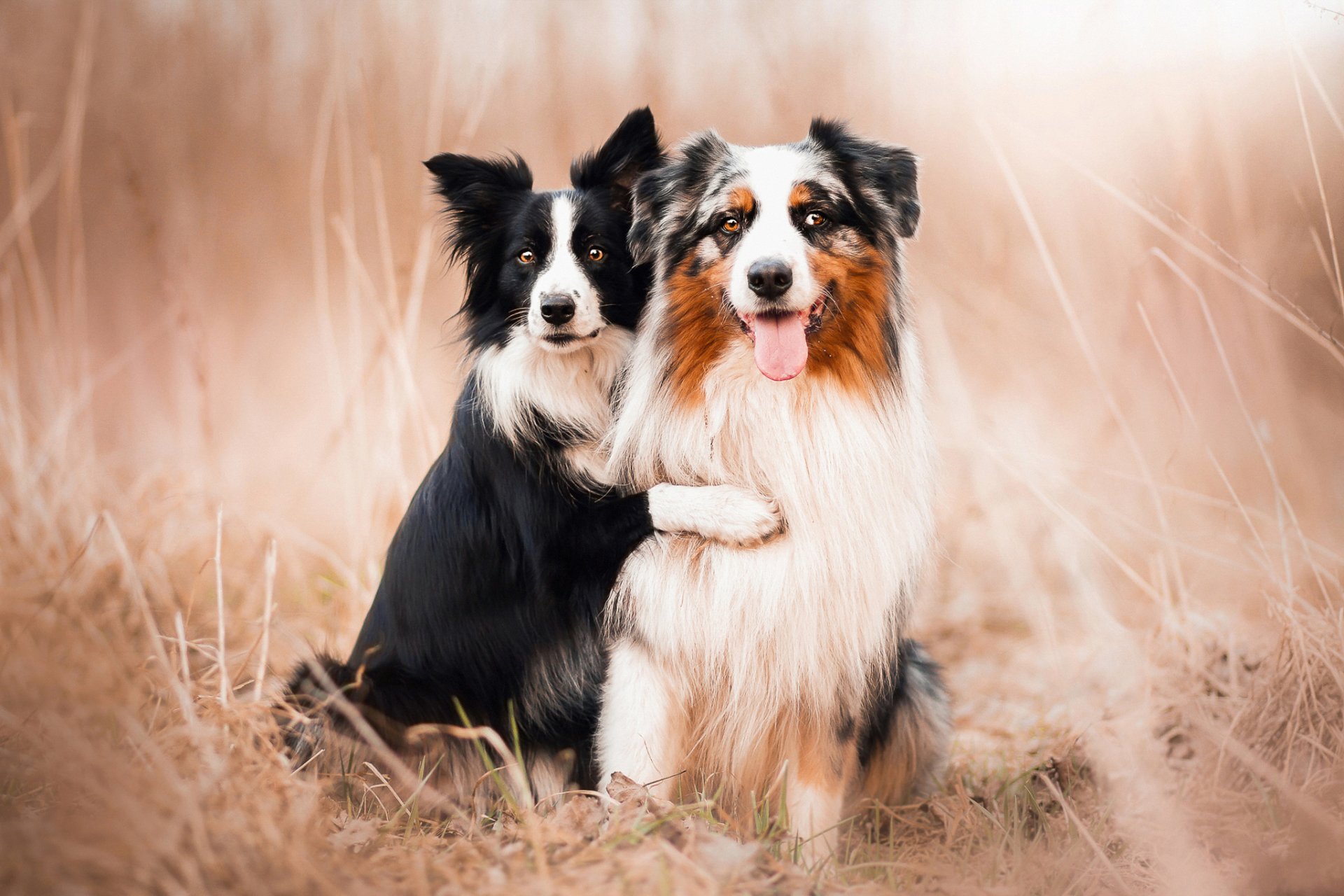 hunde australische schäferhunde freunde