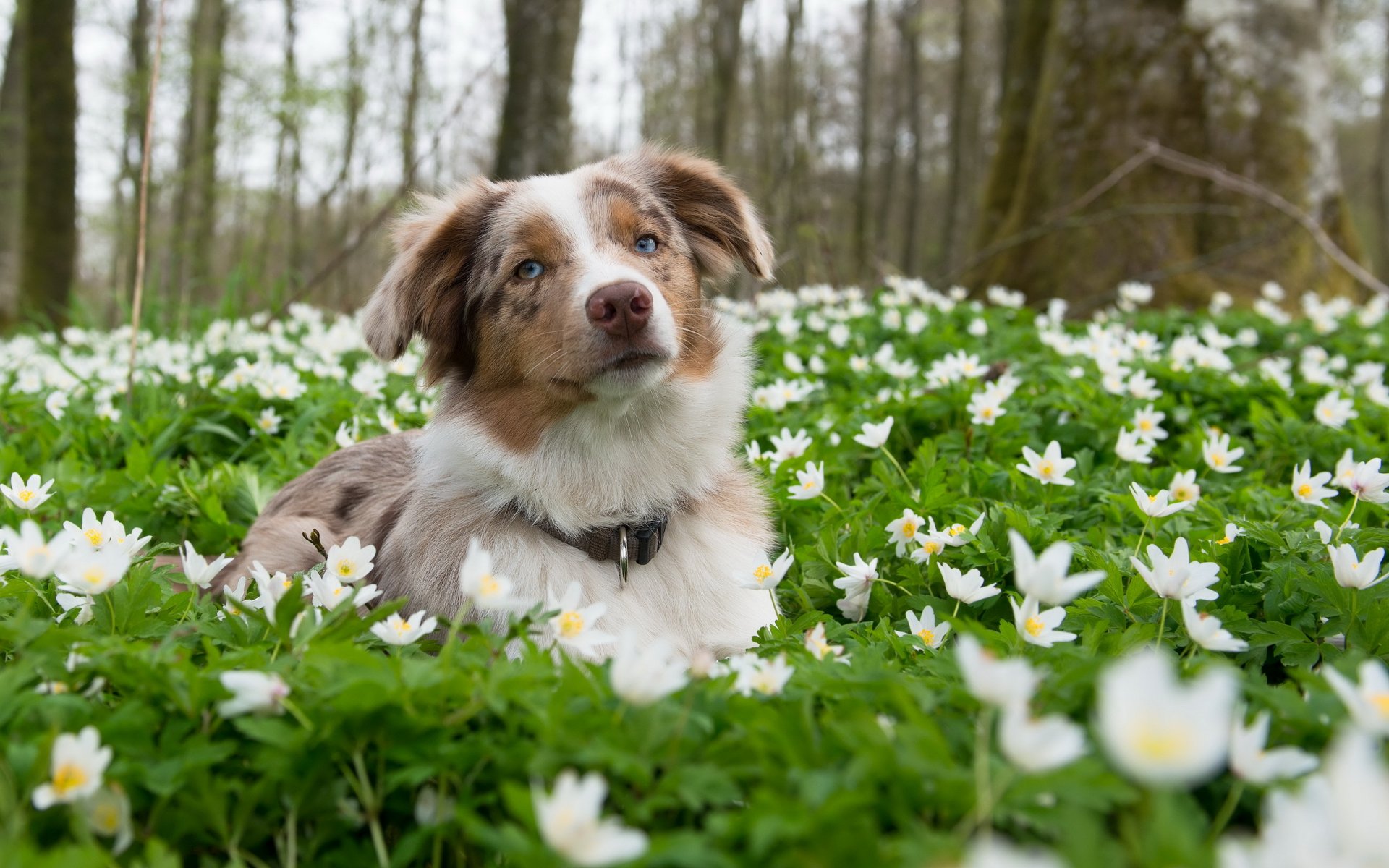 cane sguardo amico fiori natura