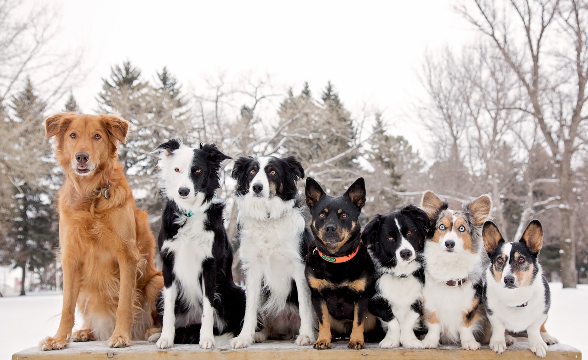 hunde reihen border collie welsh corgi freunde und begleiter