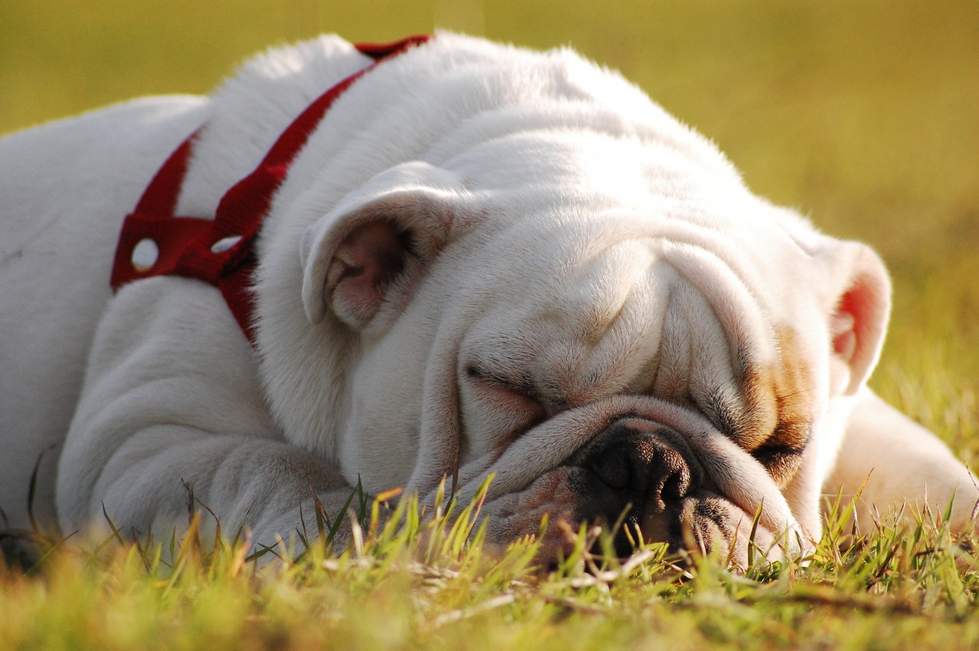 bulldog inglés perro sueño descanso