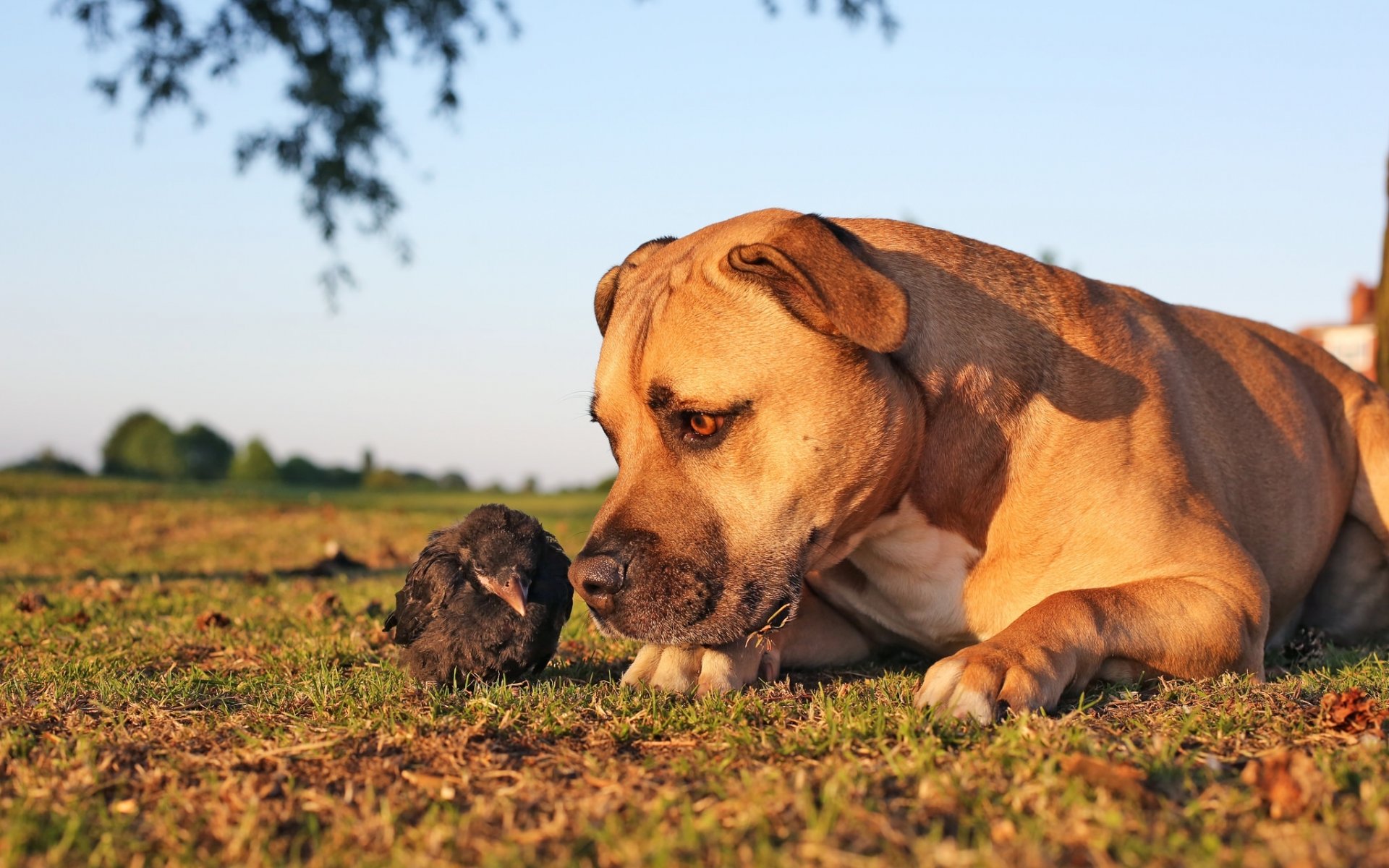 hund vogel küken krähen bekanntschaft