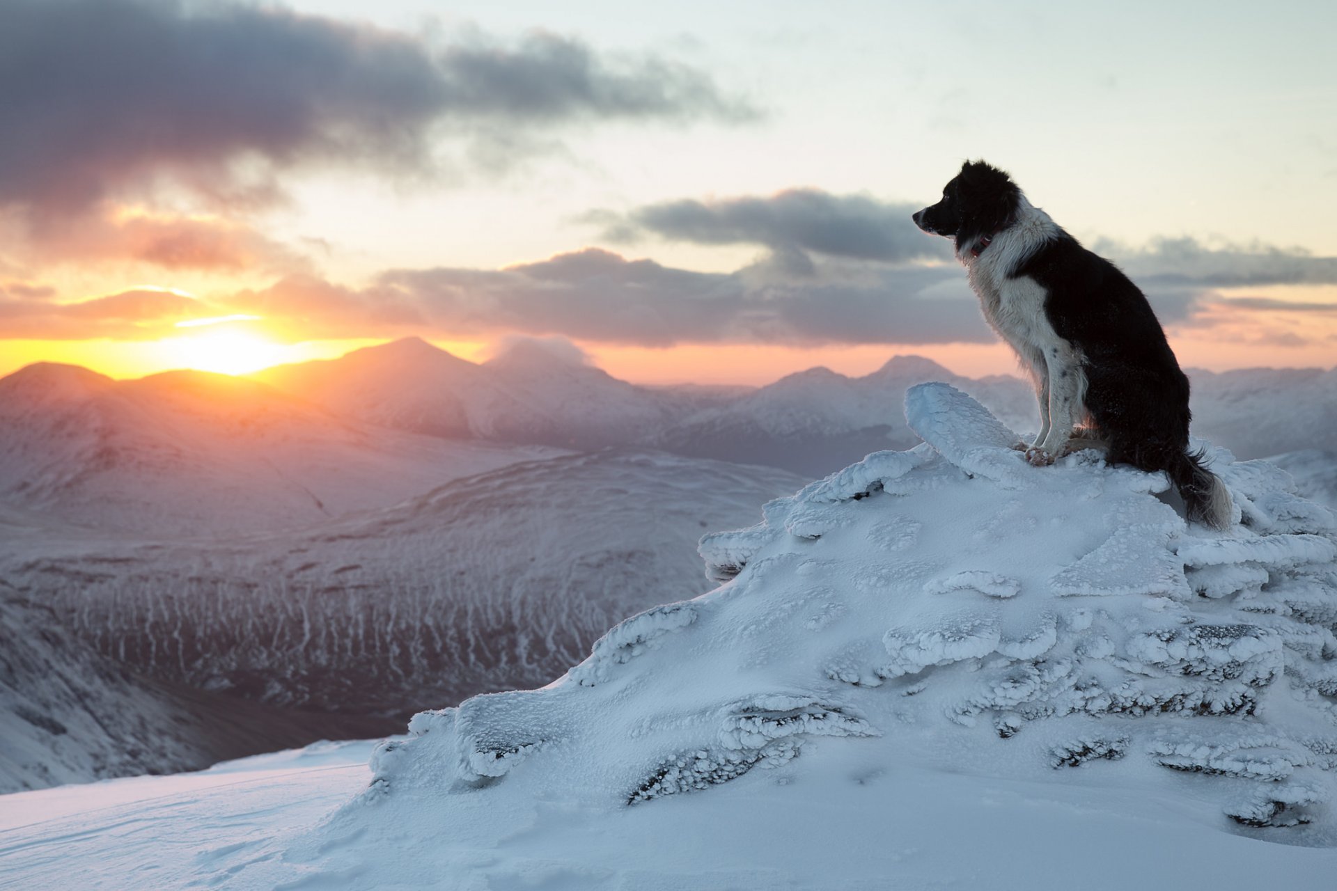 border collie cane inverno montagne tramonto