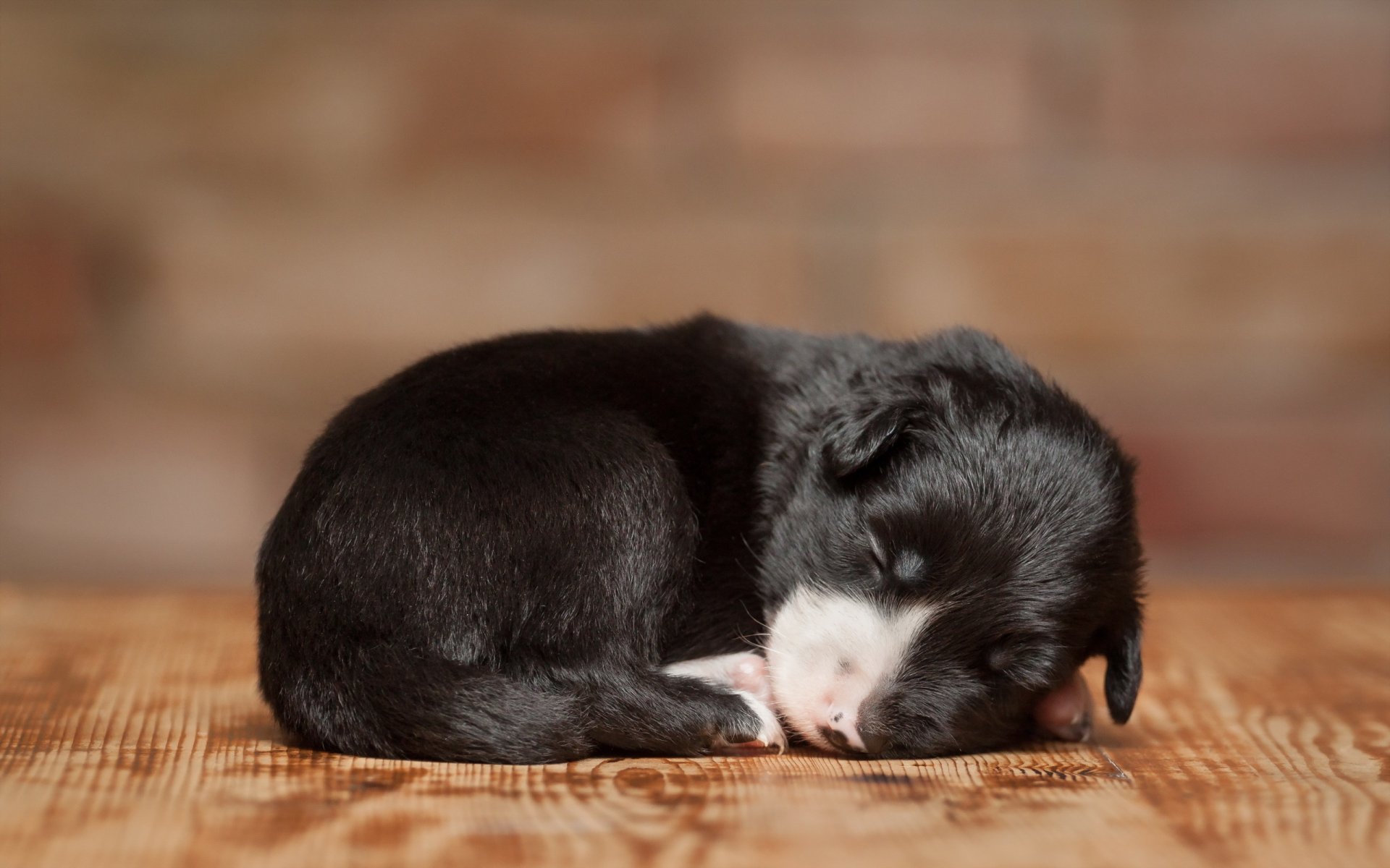 perro cachorro casa