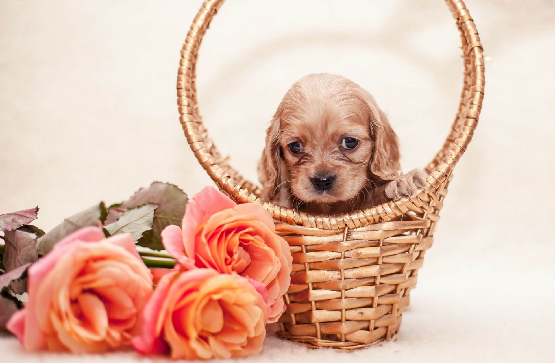 korb welpe blumen rosen