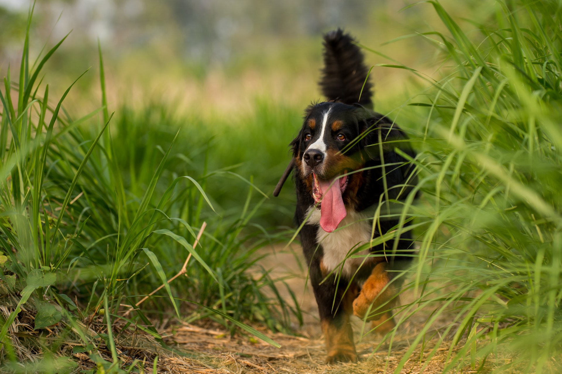 chien regard ami