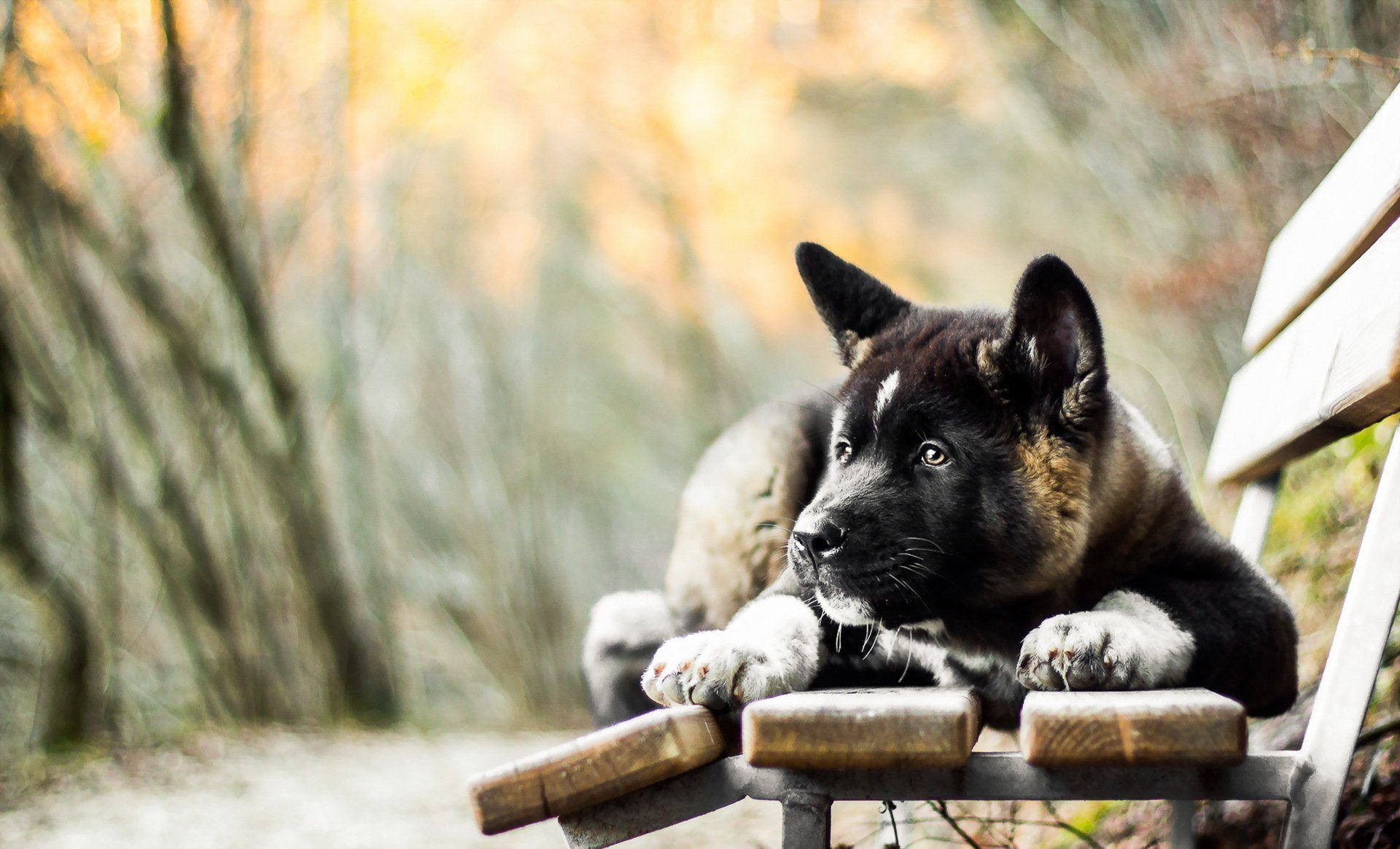 dog view other bench