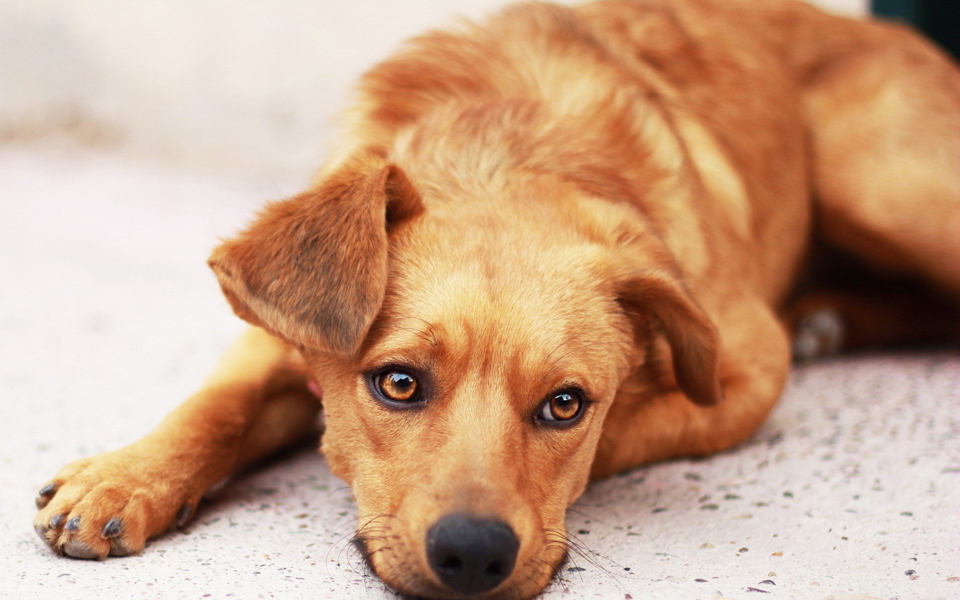 chien tristesse espoir attente