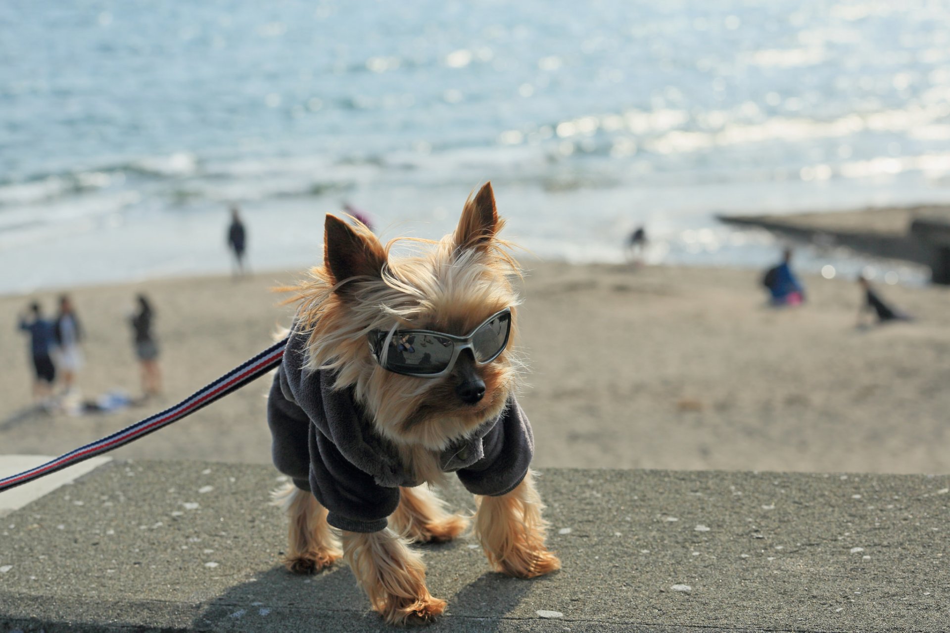 ami vue chien lunettes