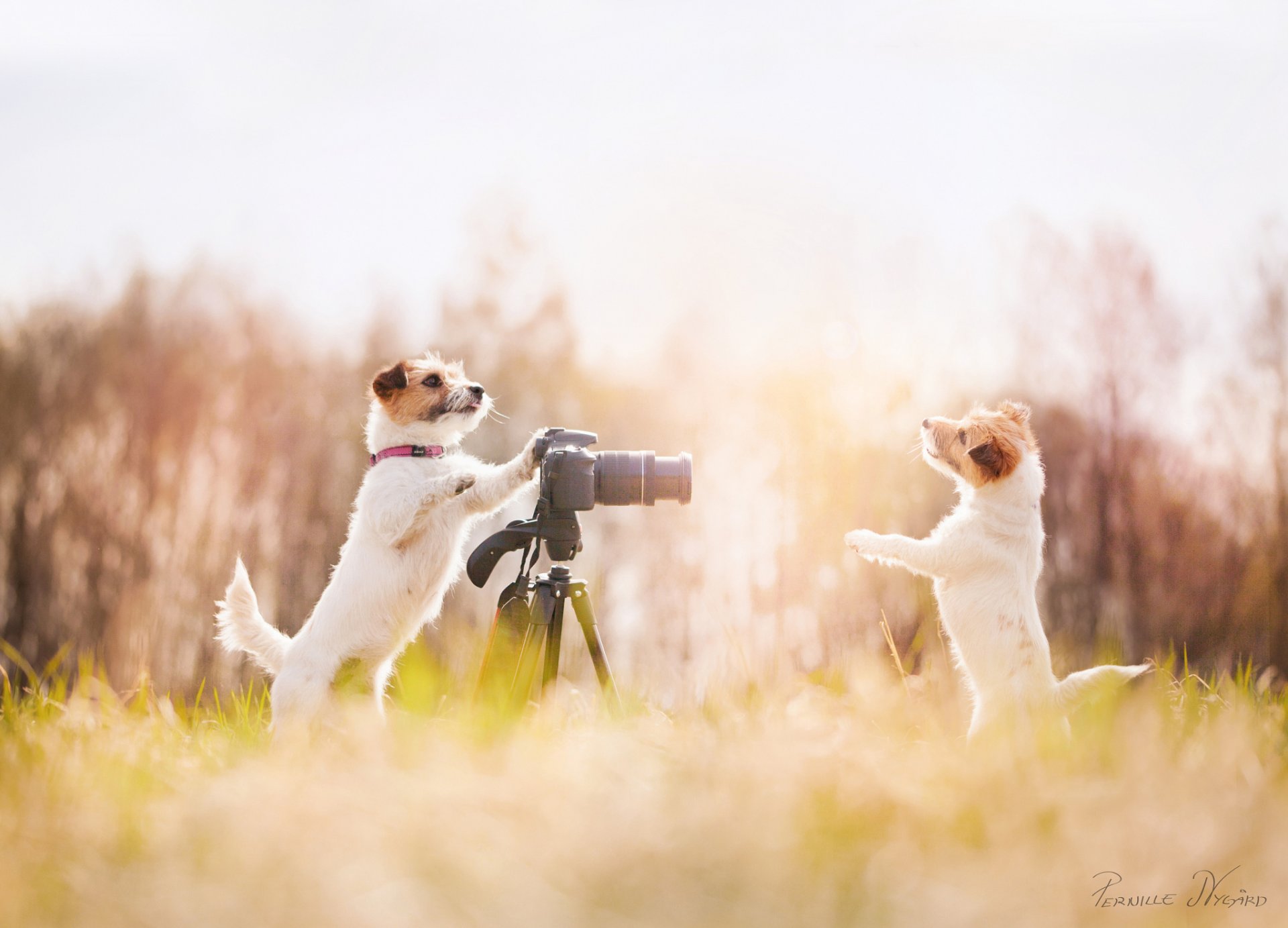 tipo due cane fotografo dire woof