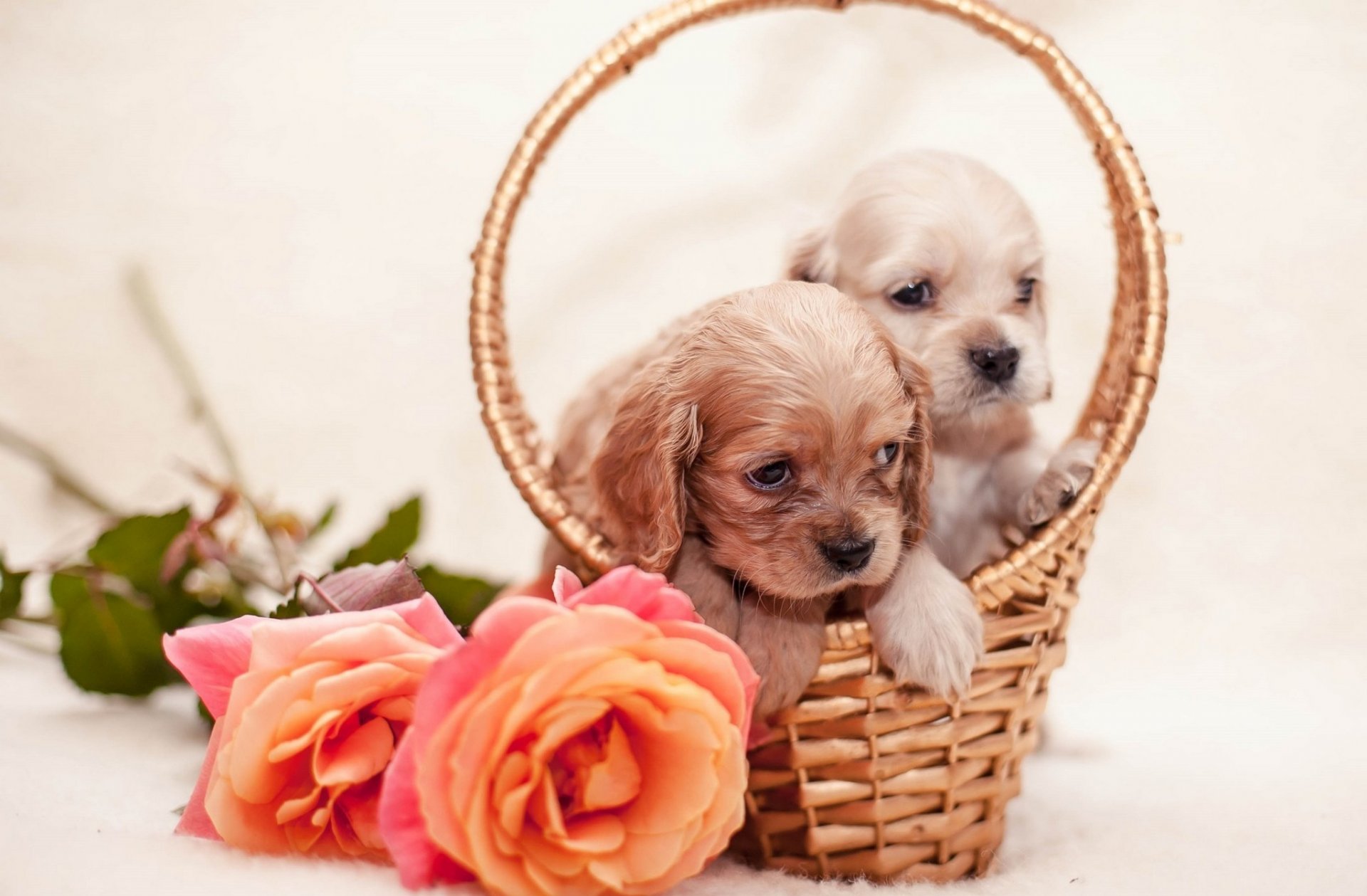 dogs puppies basket flowers roses dog flower