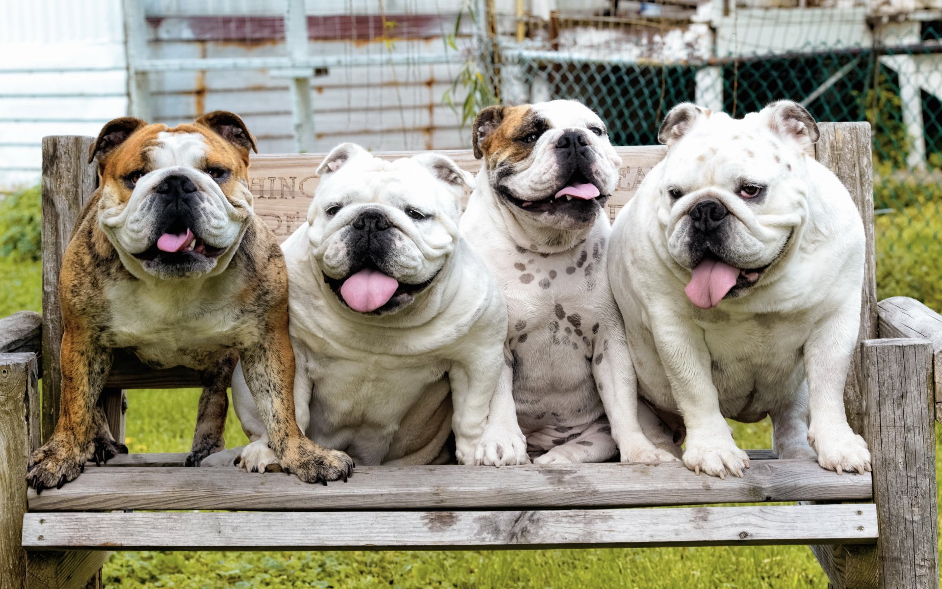 bulldogge hunde hintergrund