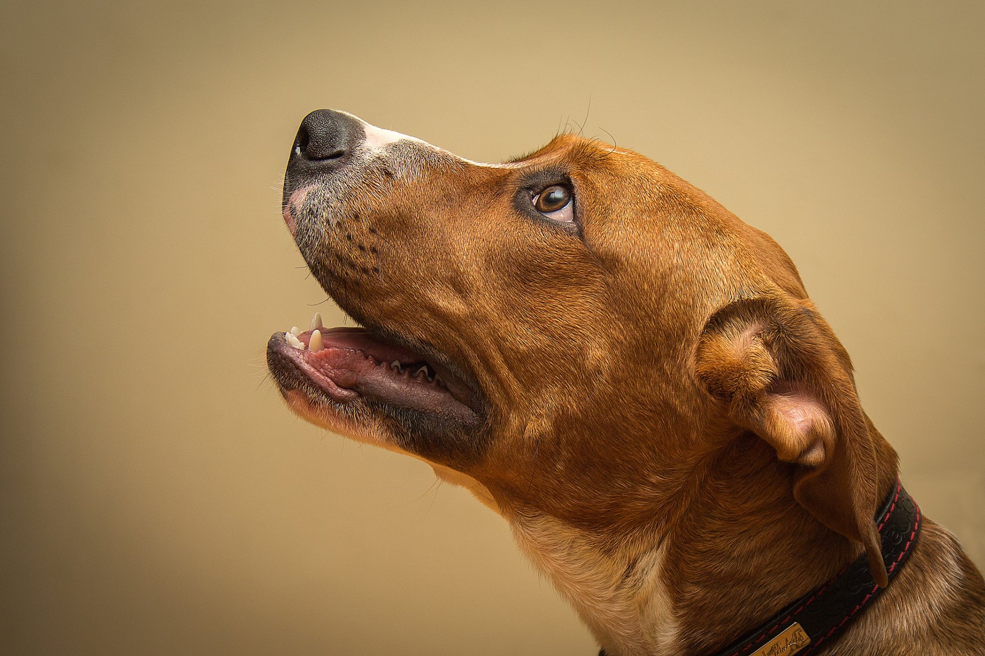 chien à la recherche à la recherche chien brun regardant vers le haut