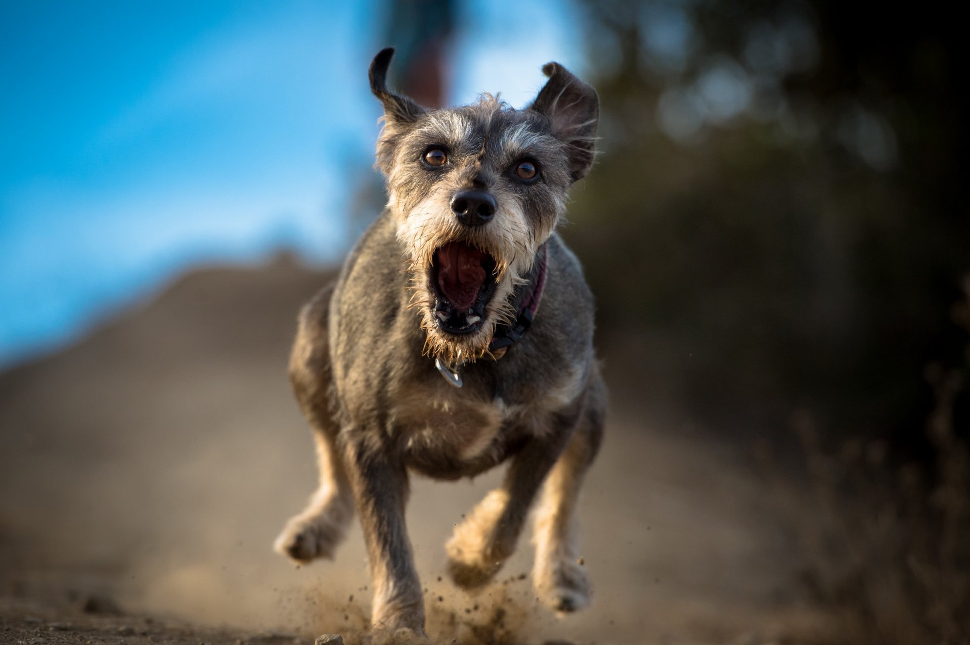 courir en colère chien