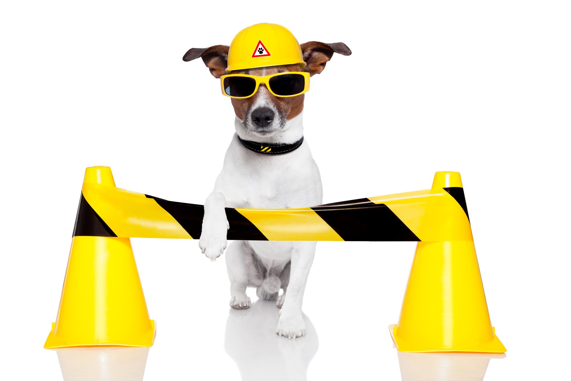 jack russell terrier dog helmet sunglasses traffic cones yellow white background humor