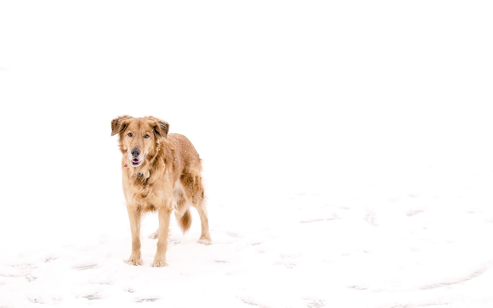 chien neige hiver