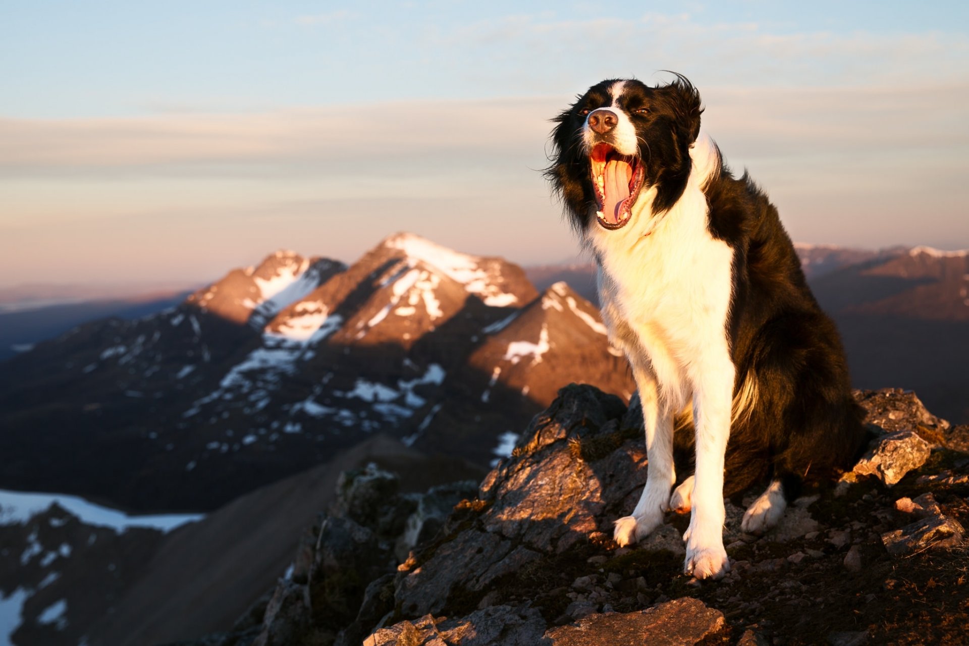 border collie dog happiness mood mountain