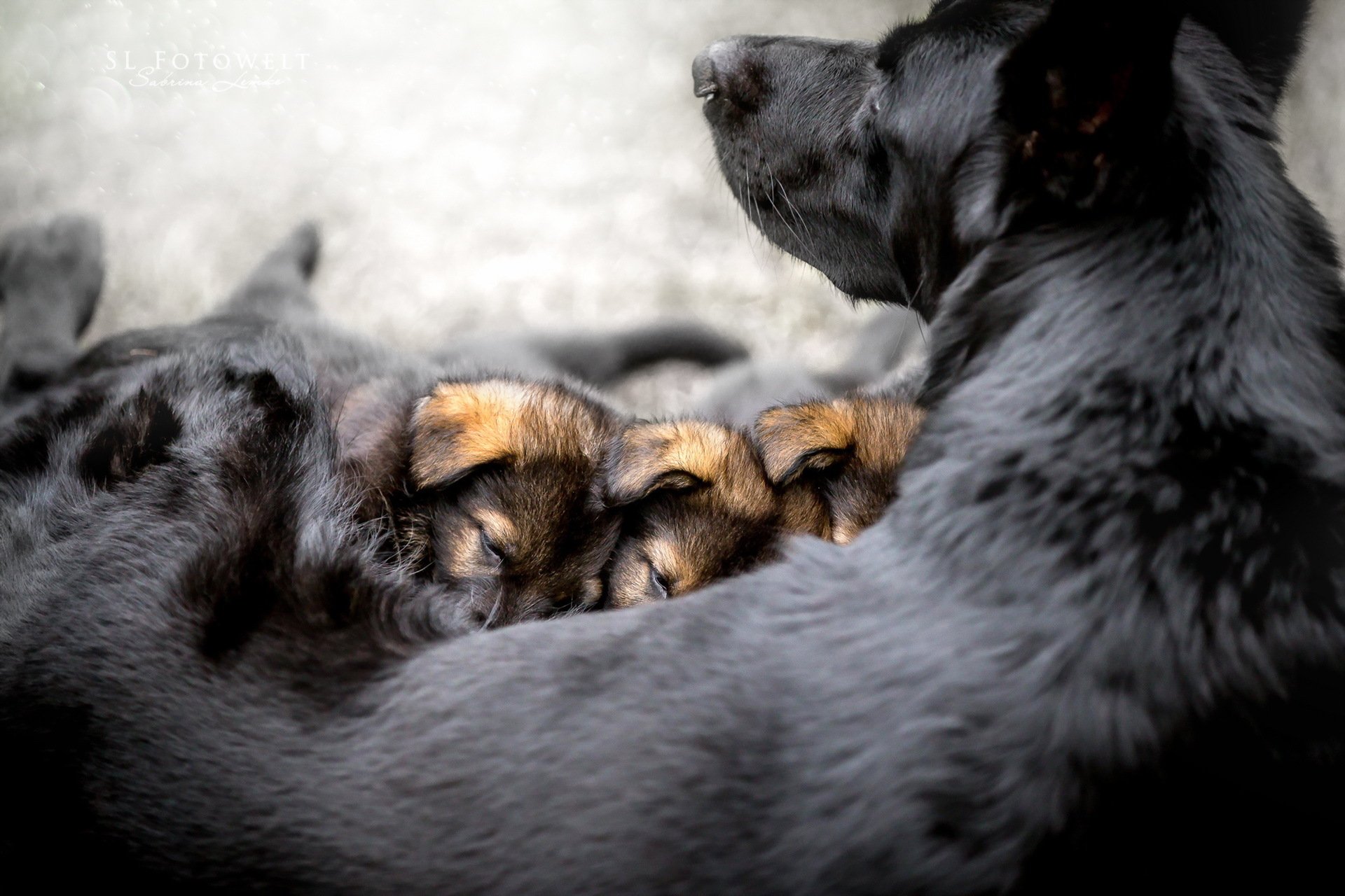 chien chiots confort