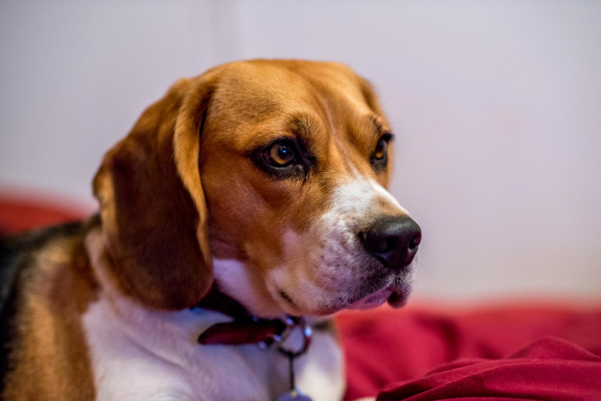 chien museau regard oreilles