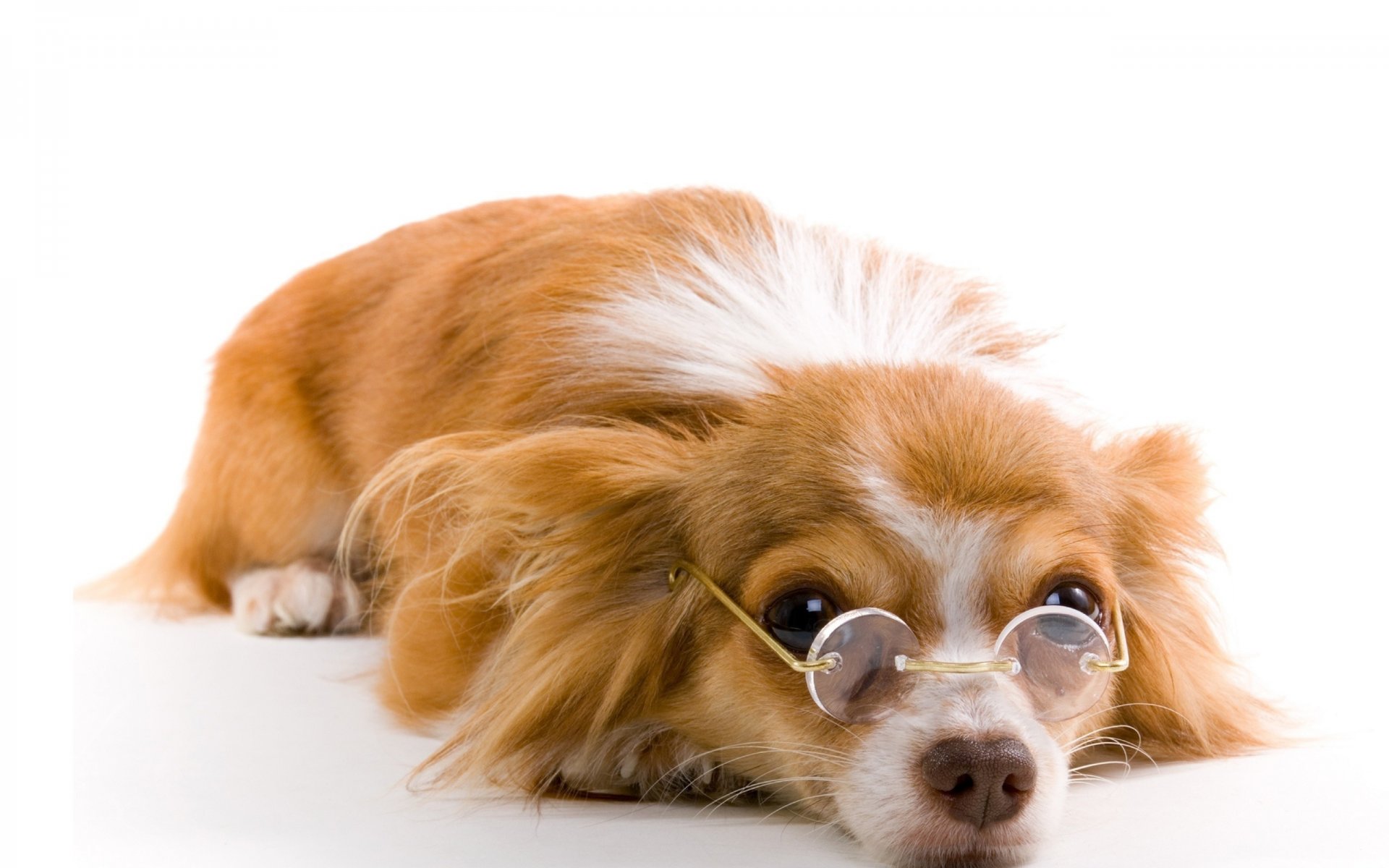 hund rothaarige brille weißer hintergrund